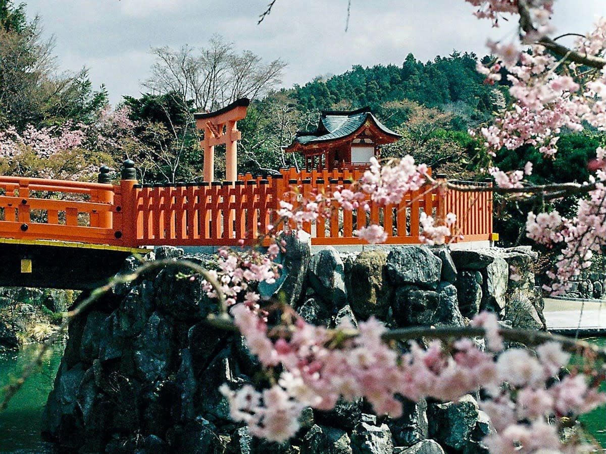 Cherry blossoms over temple and bridge amongst mountains in Japan.