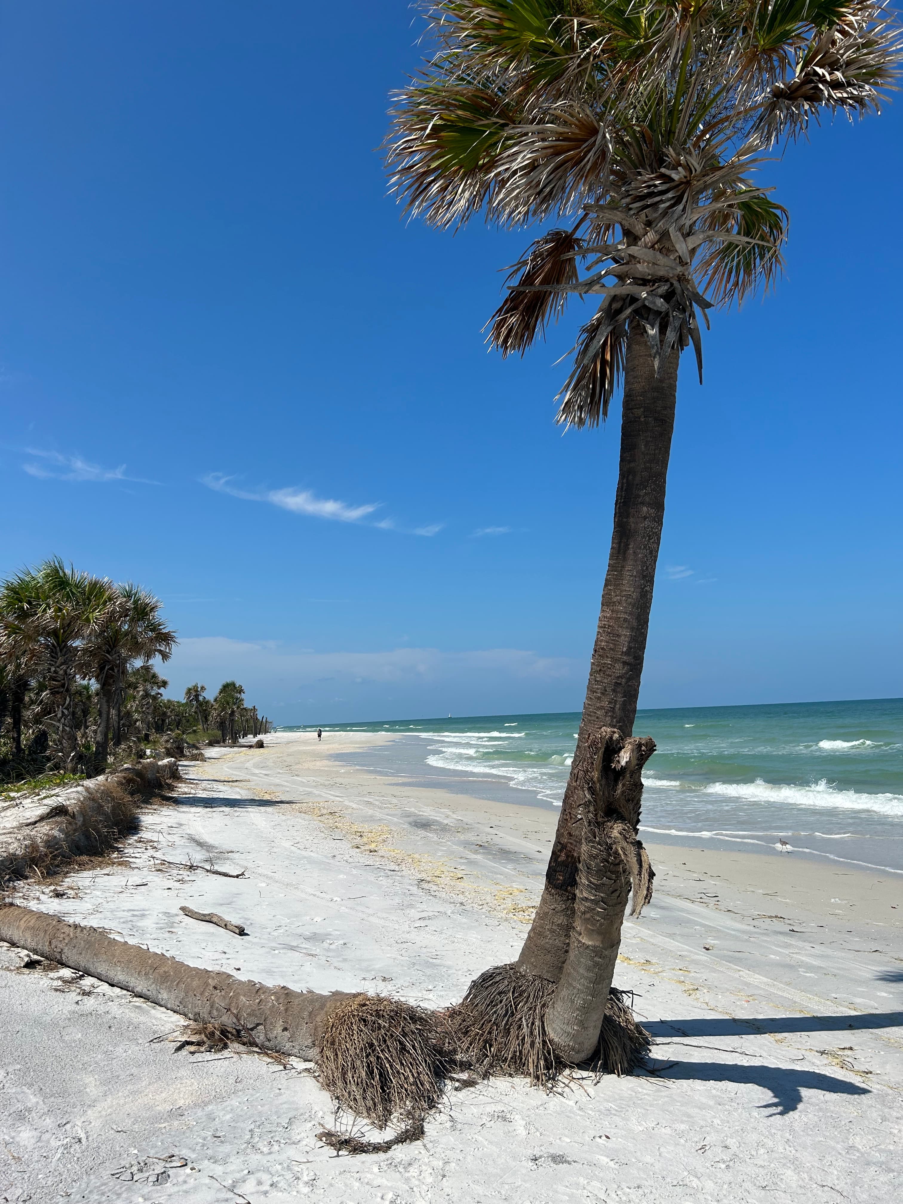 palm trees on the beach
