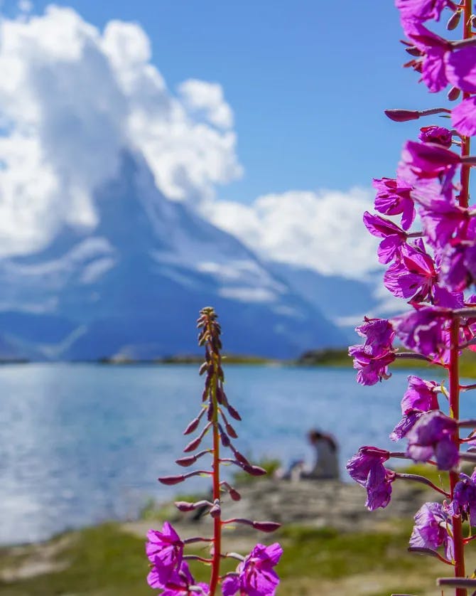 Picture of purple flowers in front of a lake and the mountain in the background