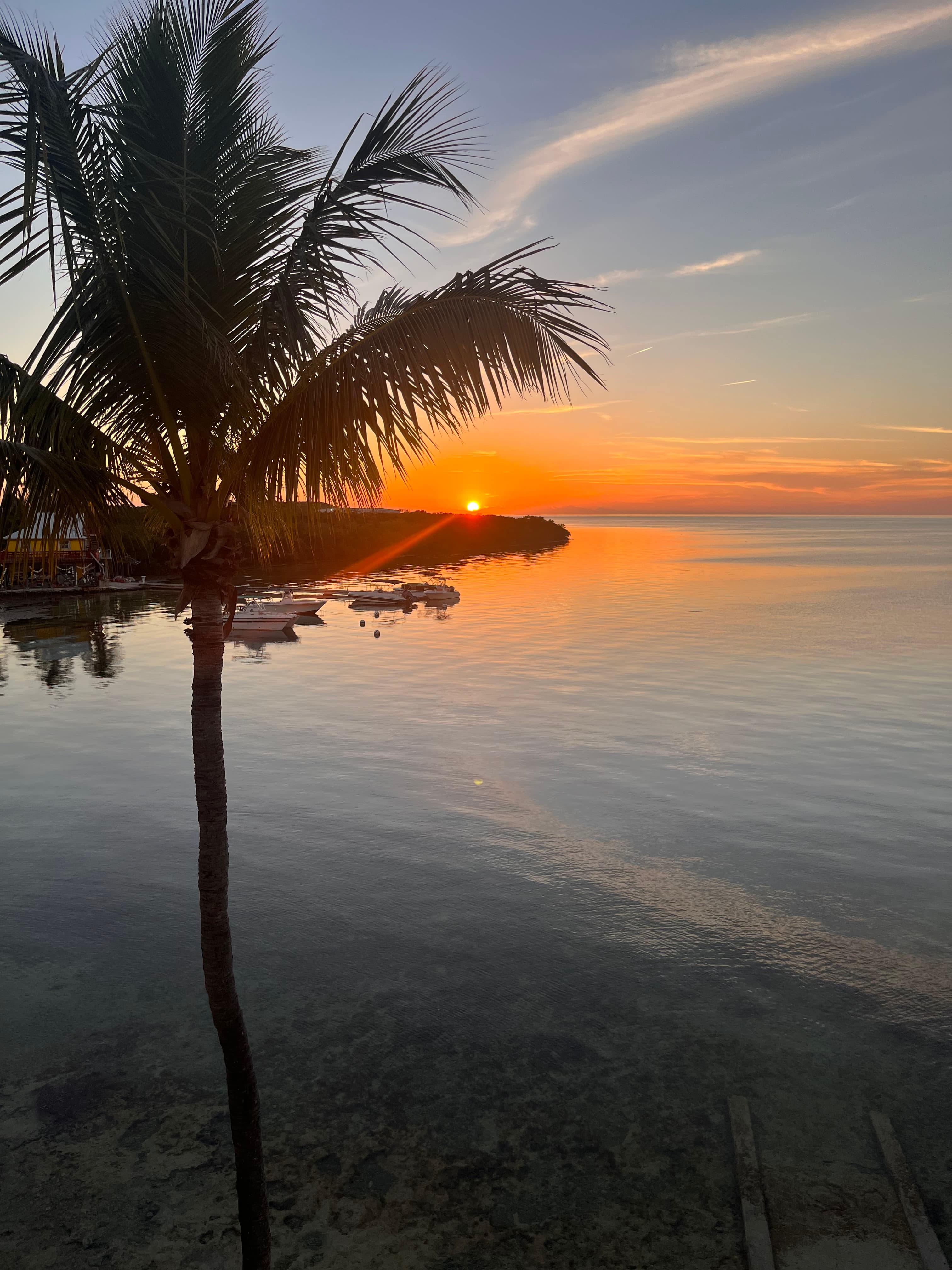Picture of beautiful sunset behind the tress