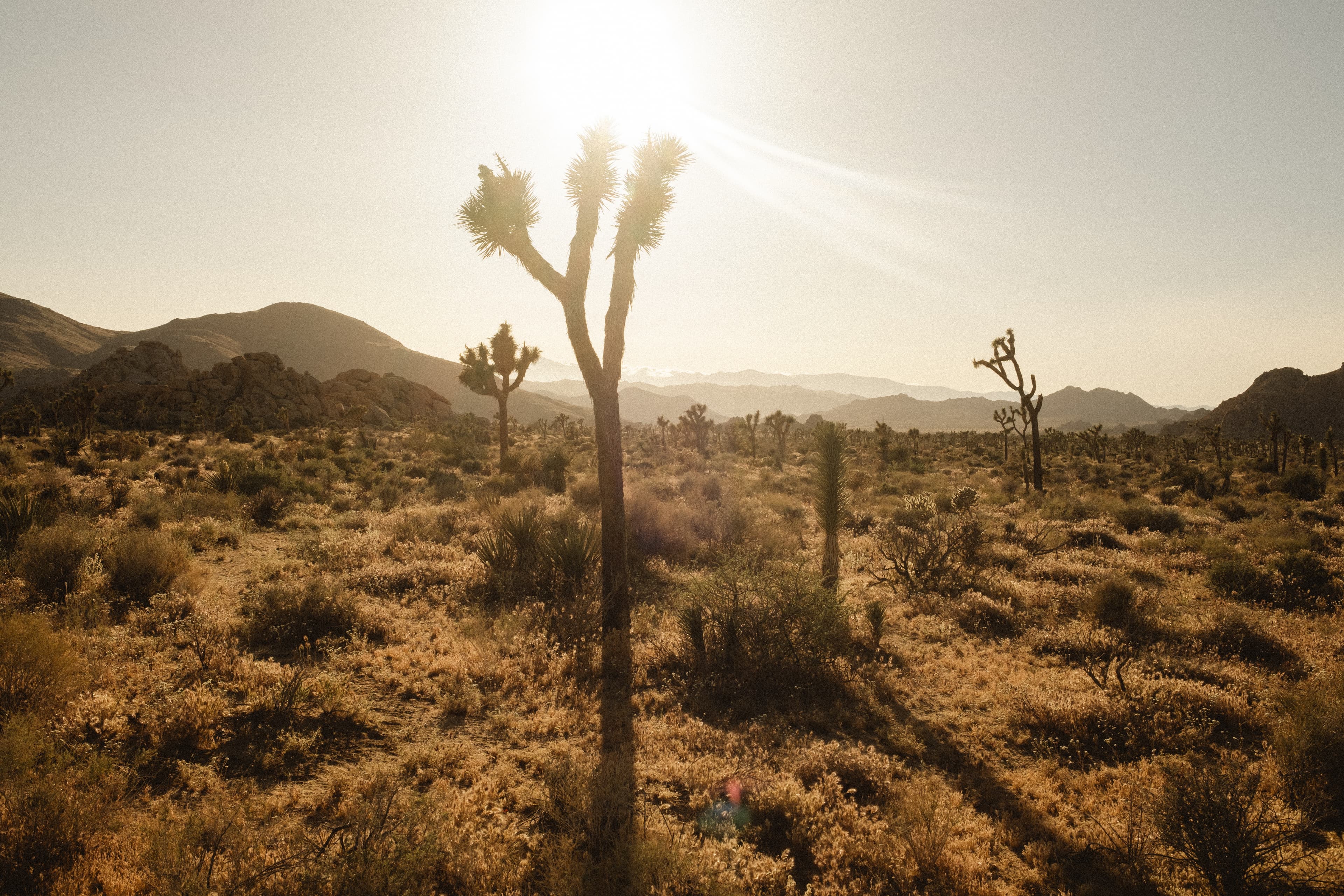 Joshua tree's dessert plants and cactus silhouetted from the backlight of the sun.