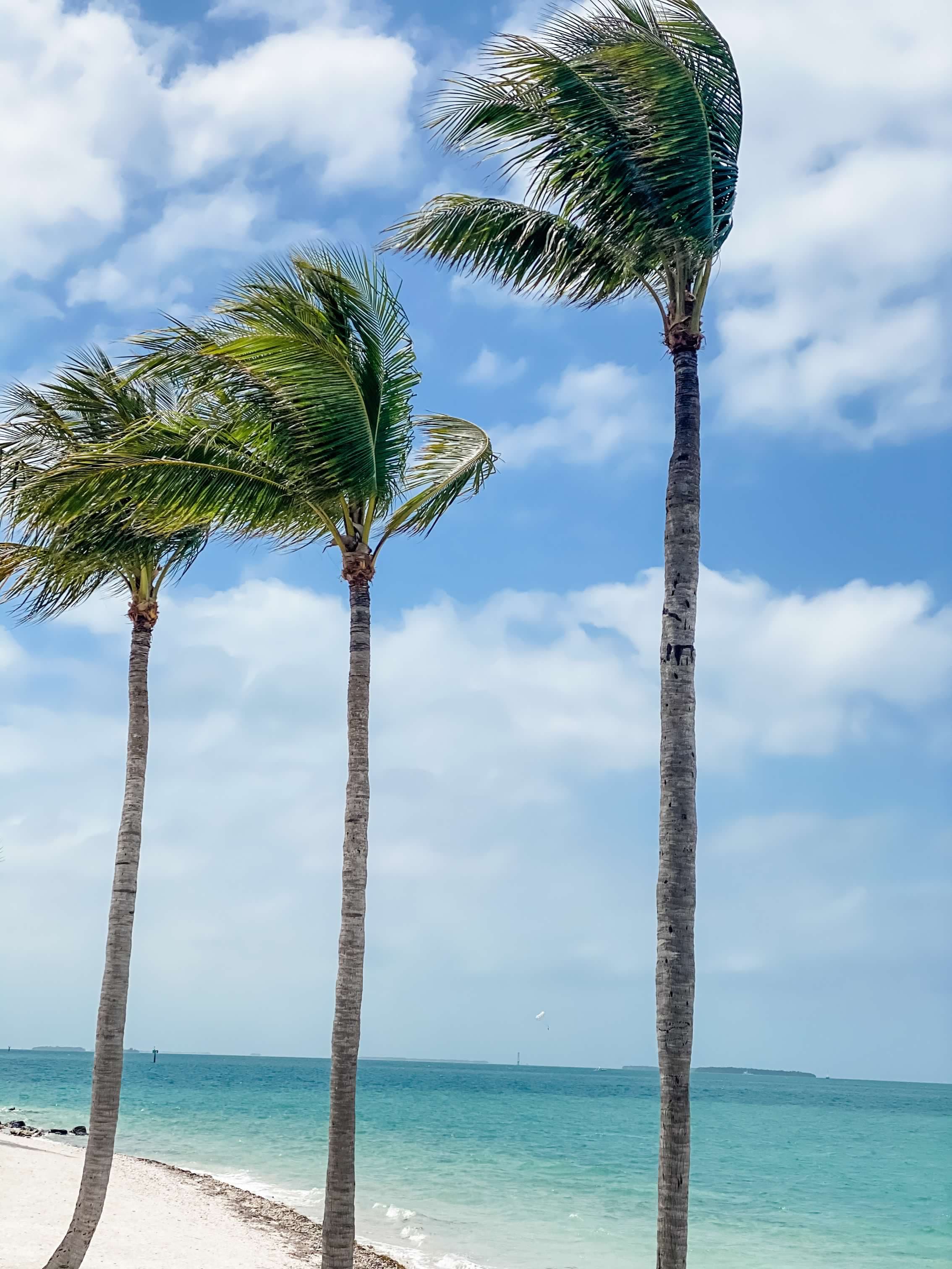 Palm trees swaying with the wind