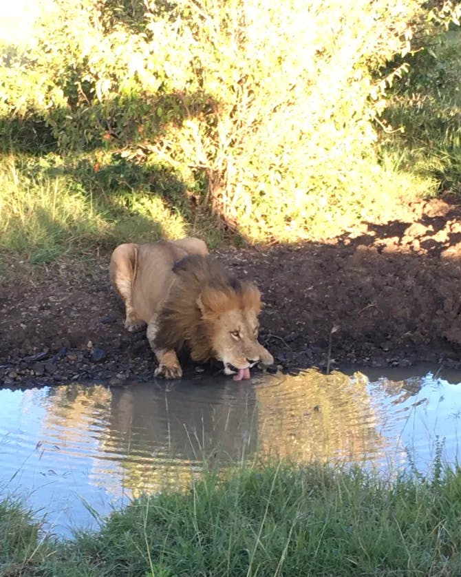 Picture of lion dinking water with trees in the background
