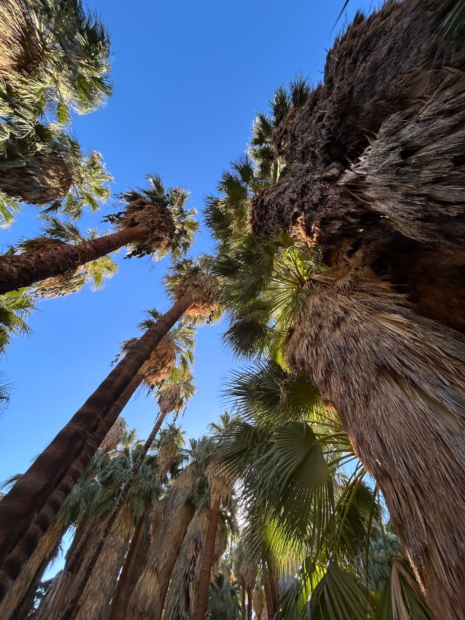 Enjoy a Winter Stay in Sunny Palm Springs, California curated by Lisa McClain