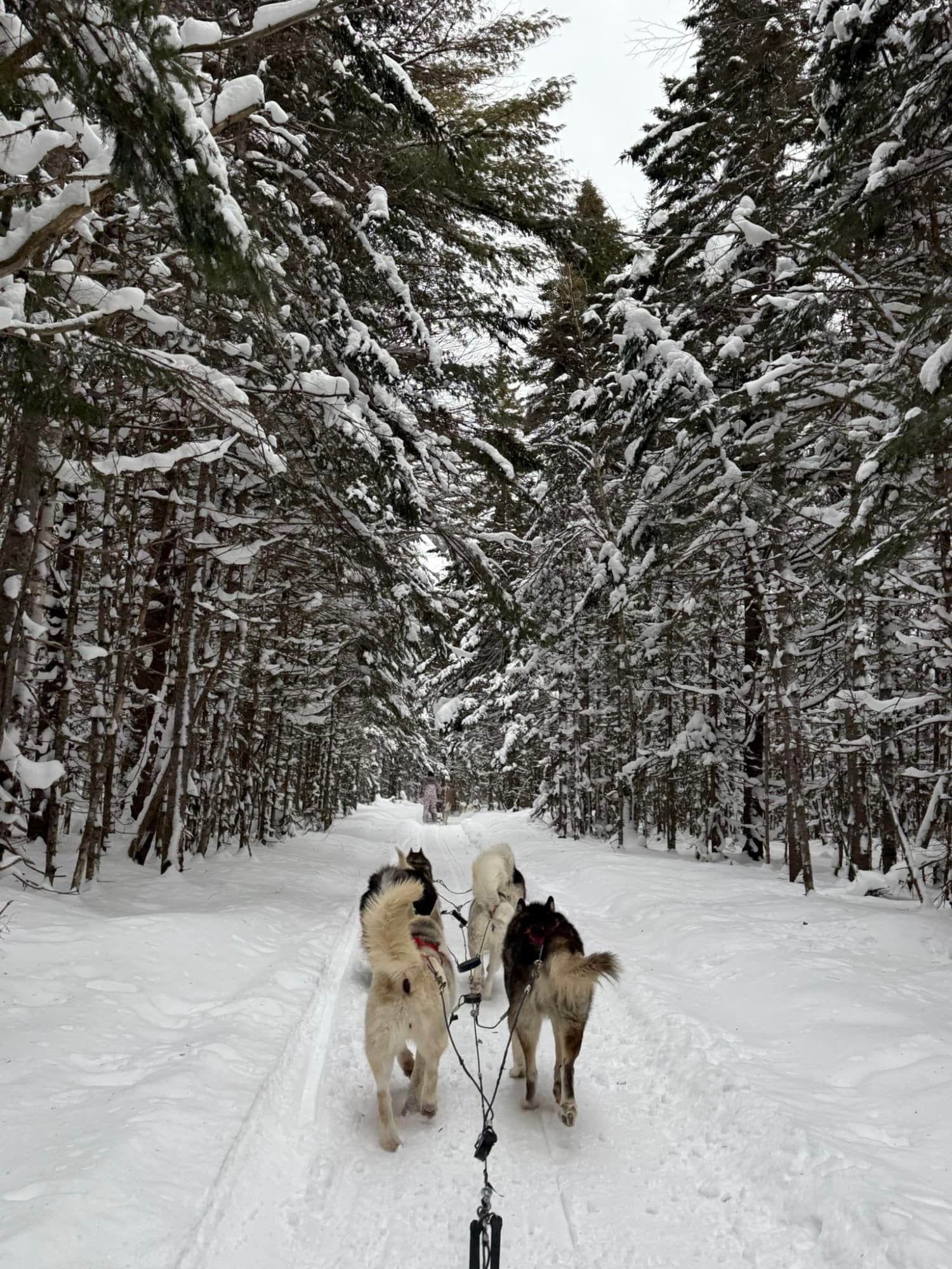 Enjoy Winter Wonderland in Quebec City curated by Catherine Dixon