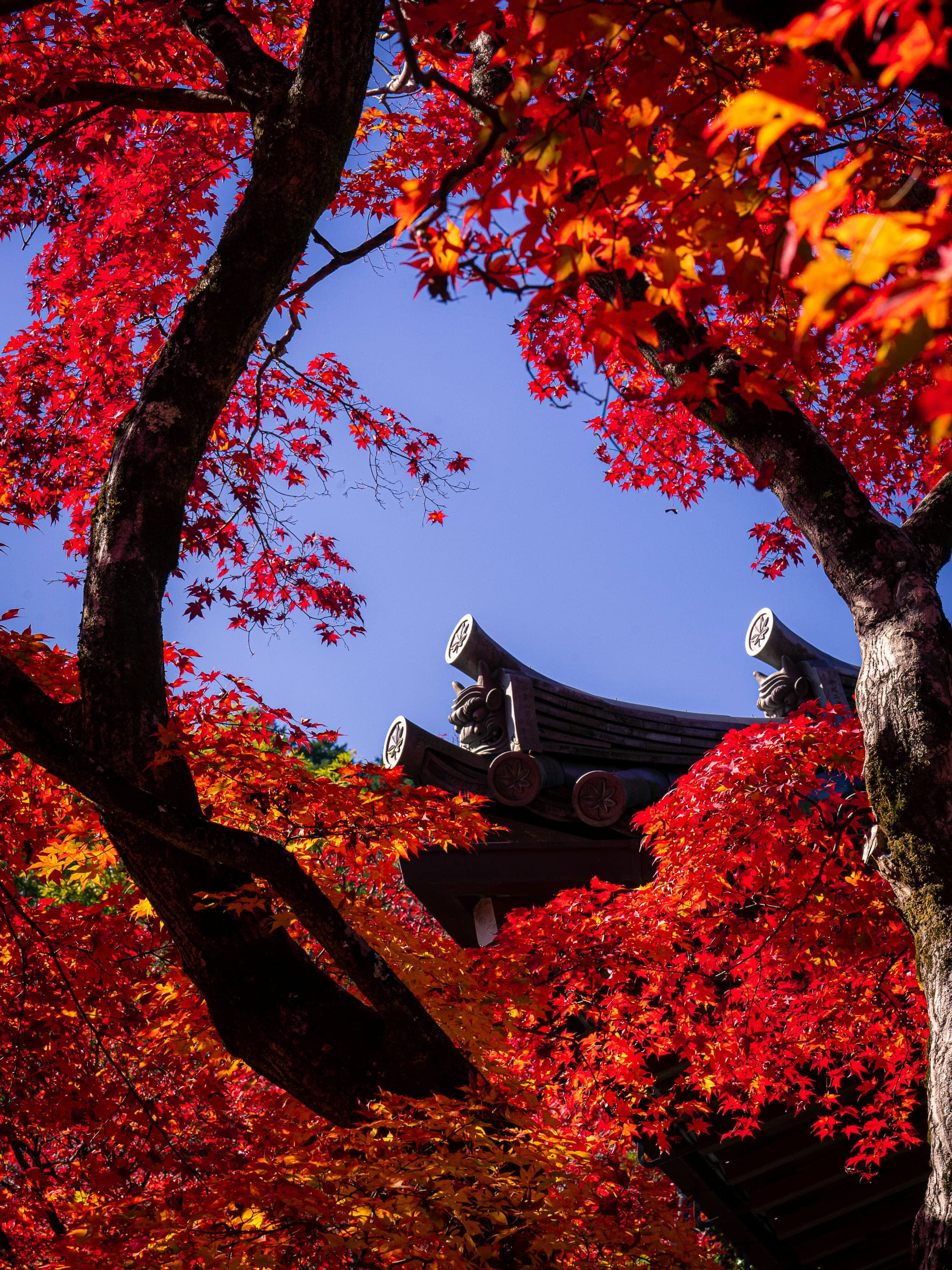 Kyoto: A Journey Through Timeless Traditions and Luxurious Serenity curated by Sara Chan