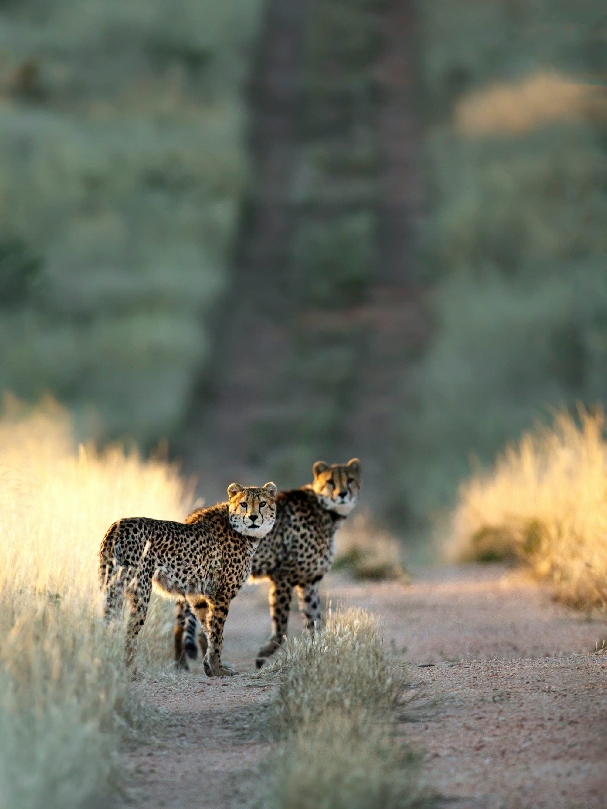 Discover Kenya in 7 Days: Nairobi, Lake Naivasha, Lake Nakuru & Masai Mara National Reserve curated by Naeema Cassimjee