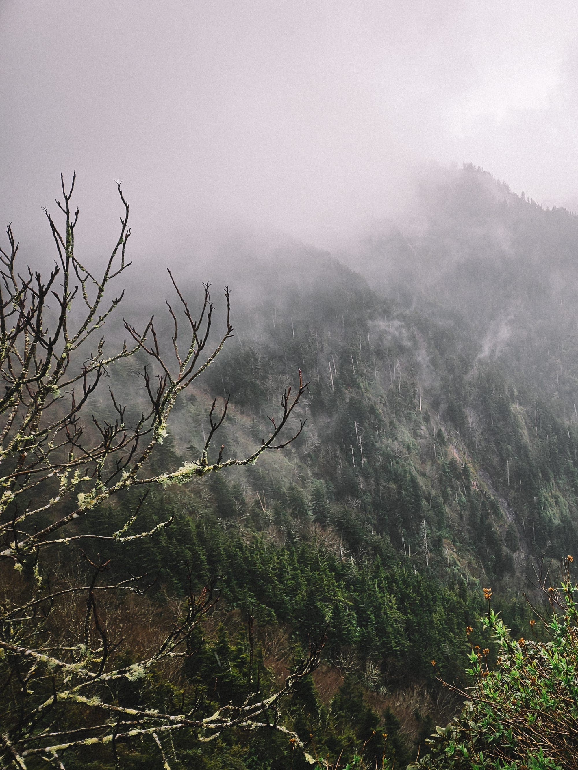 Exploring the Peaks: Your Guide to the Smoky Mountains and Blue Ridge Parkway curated by Bryce Barnard
