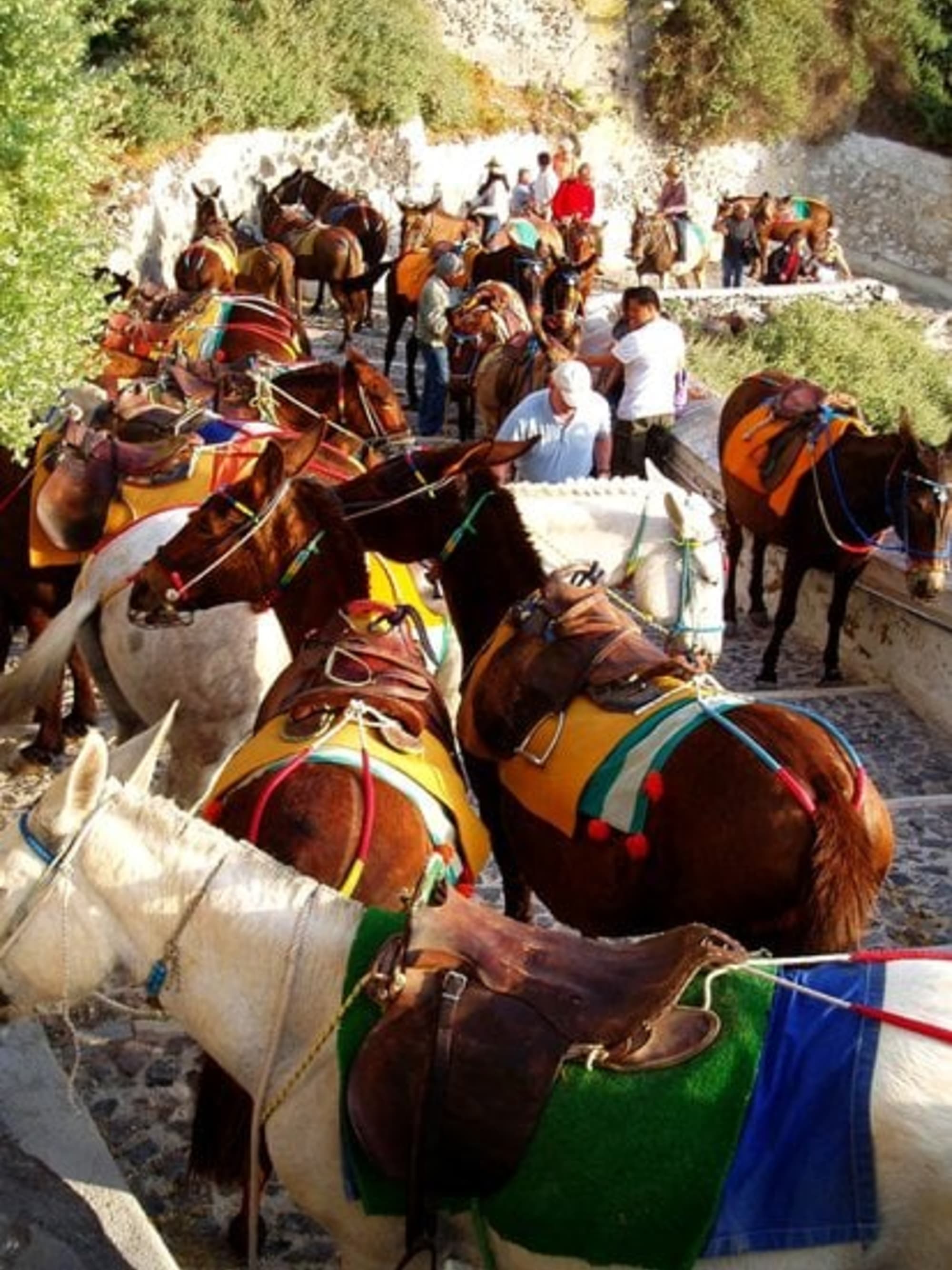 Cruising to Santorini: A Guide to Island Adventures curated by Naledi Repaja