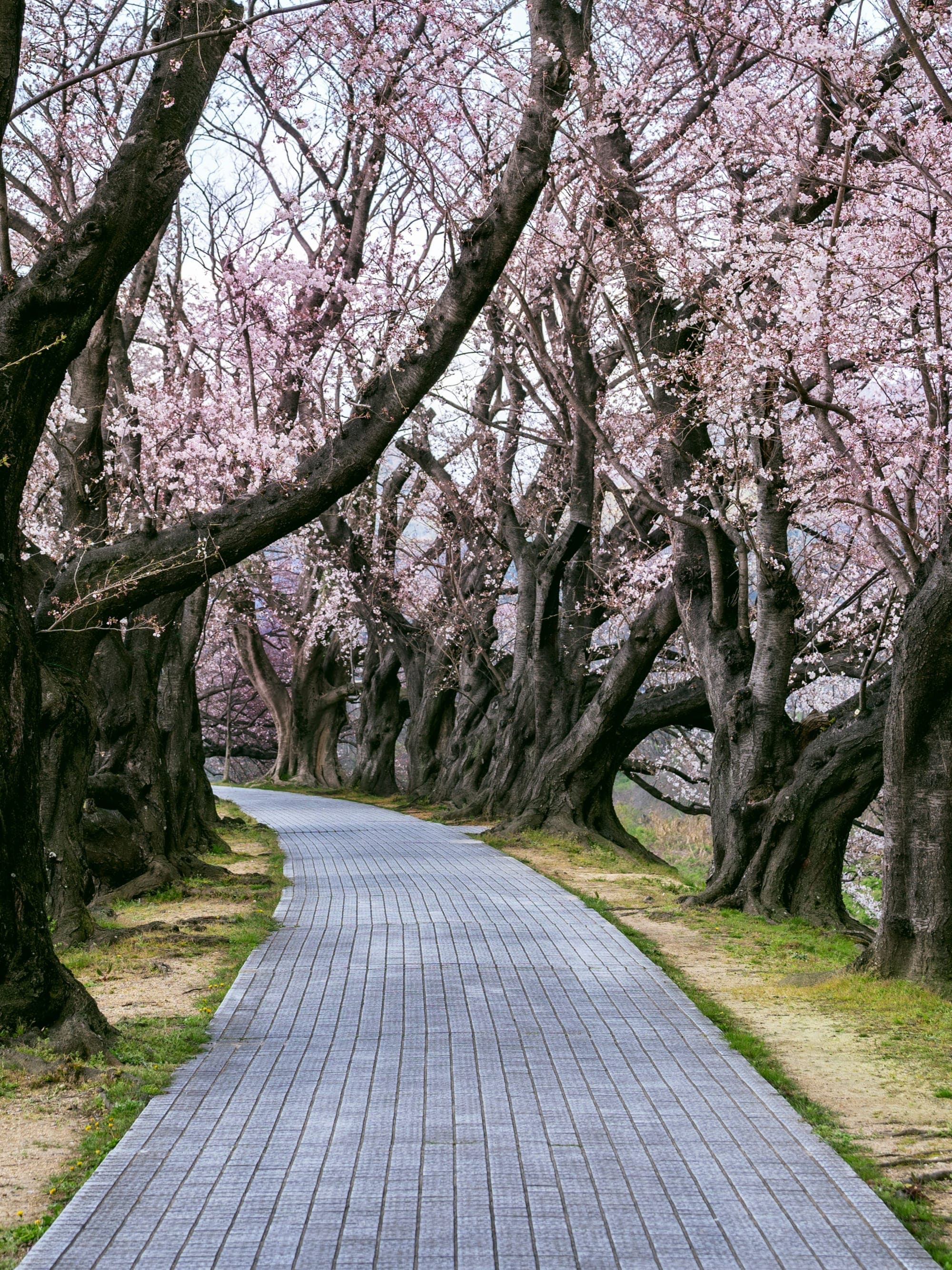 Catch Japan’s Last Cherry Blossoms: A Five Day Hokkaido Adventure curated by Christina Ng