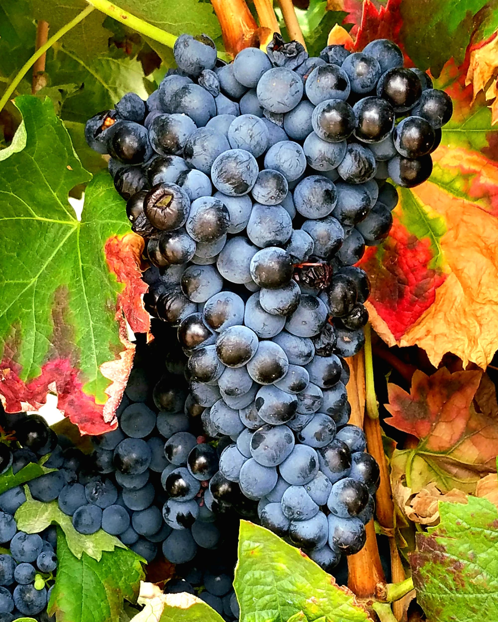 Wandering Through Rioja: Spain's Wine Wonderland curated by Ali Lefebvre