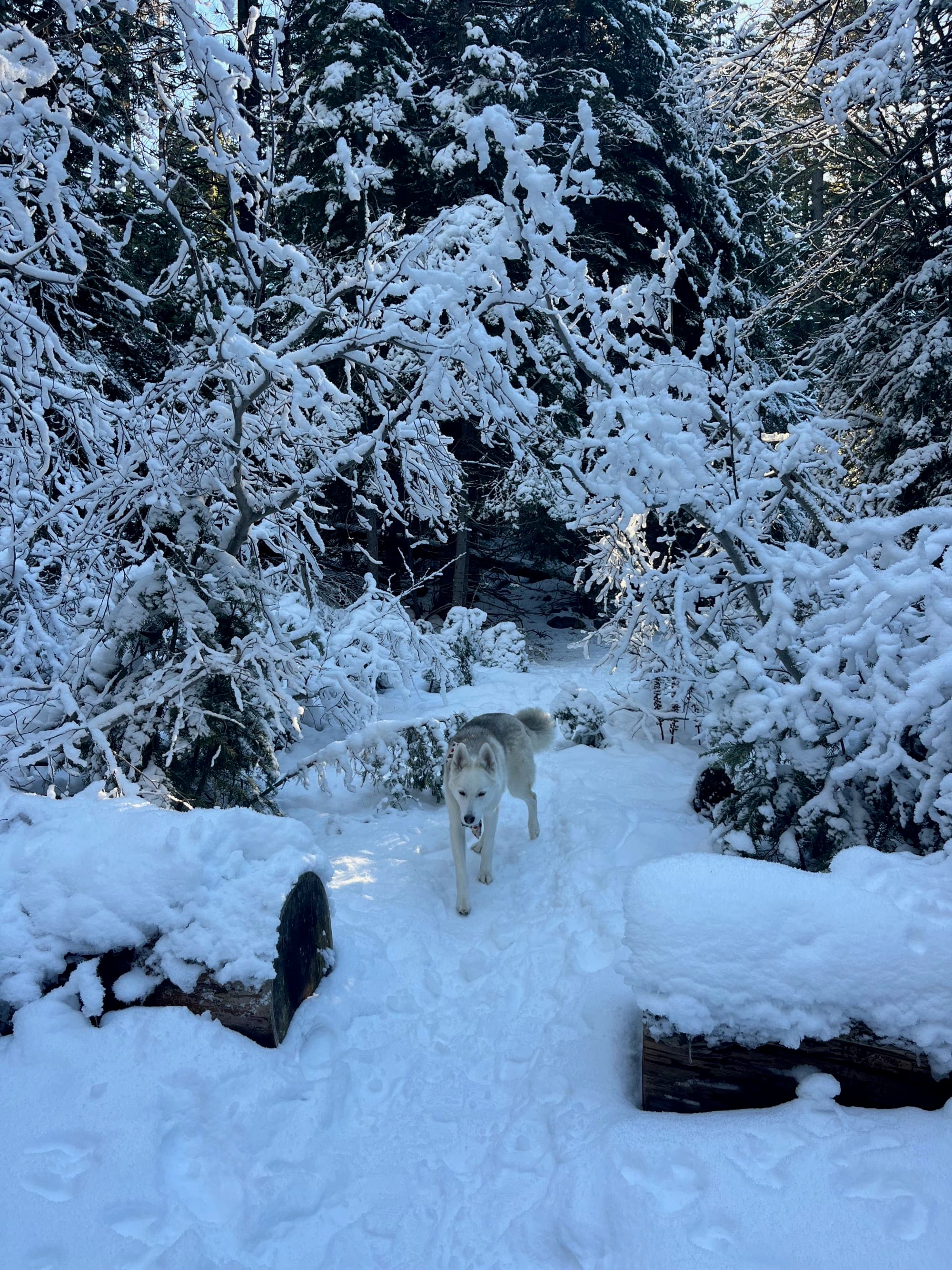 Wonderful Winter Guide to Truckee curated by Nancy Pappas