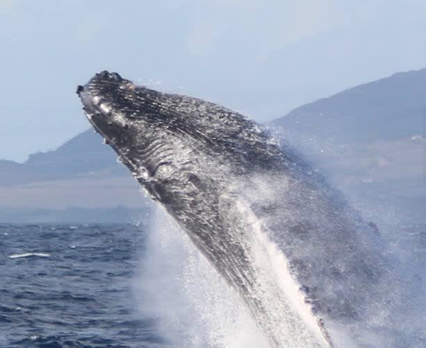 A close-up short of a whale jumping out of the ocean