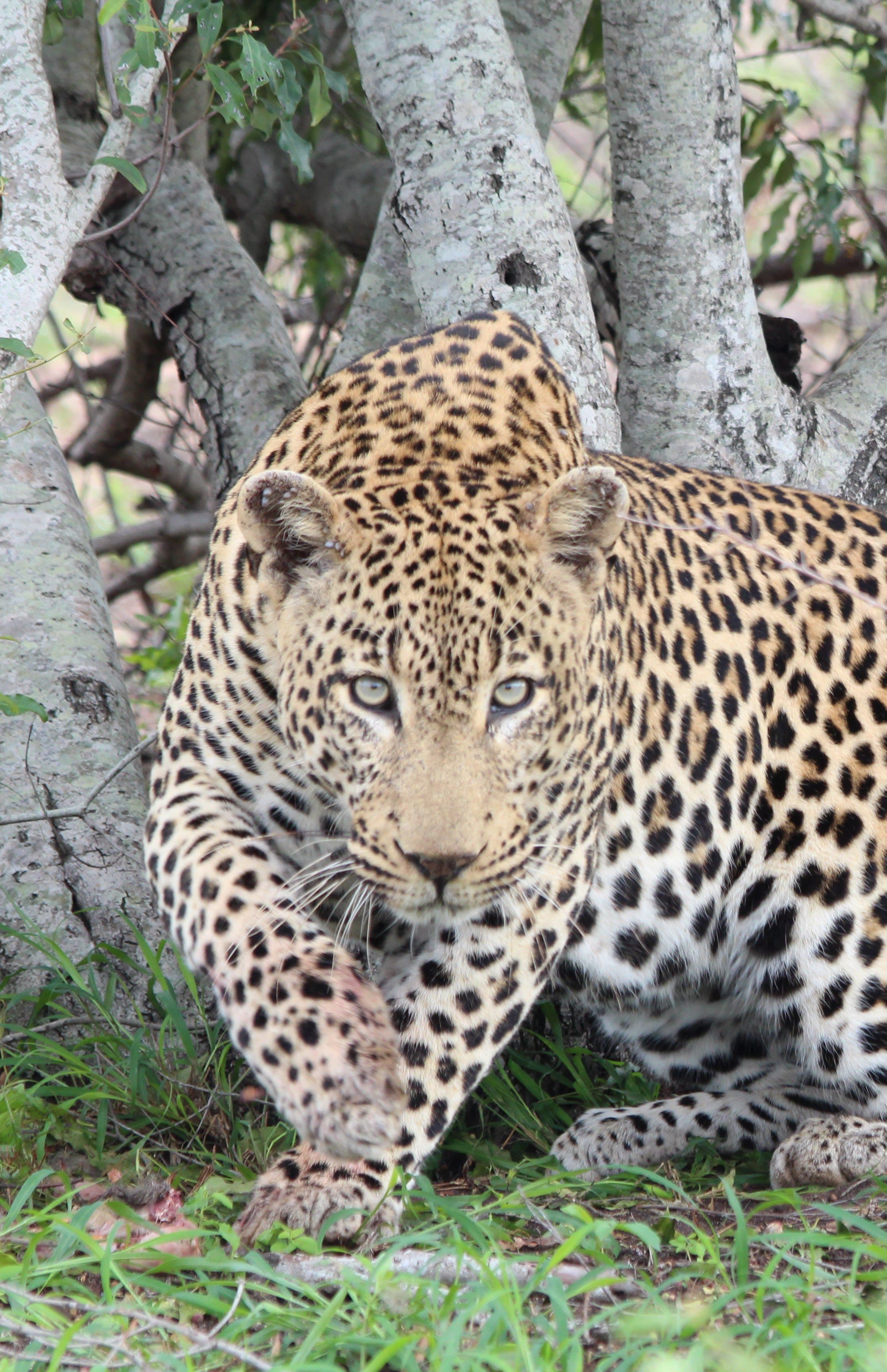 A close-up shot of a leopard in the wild