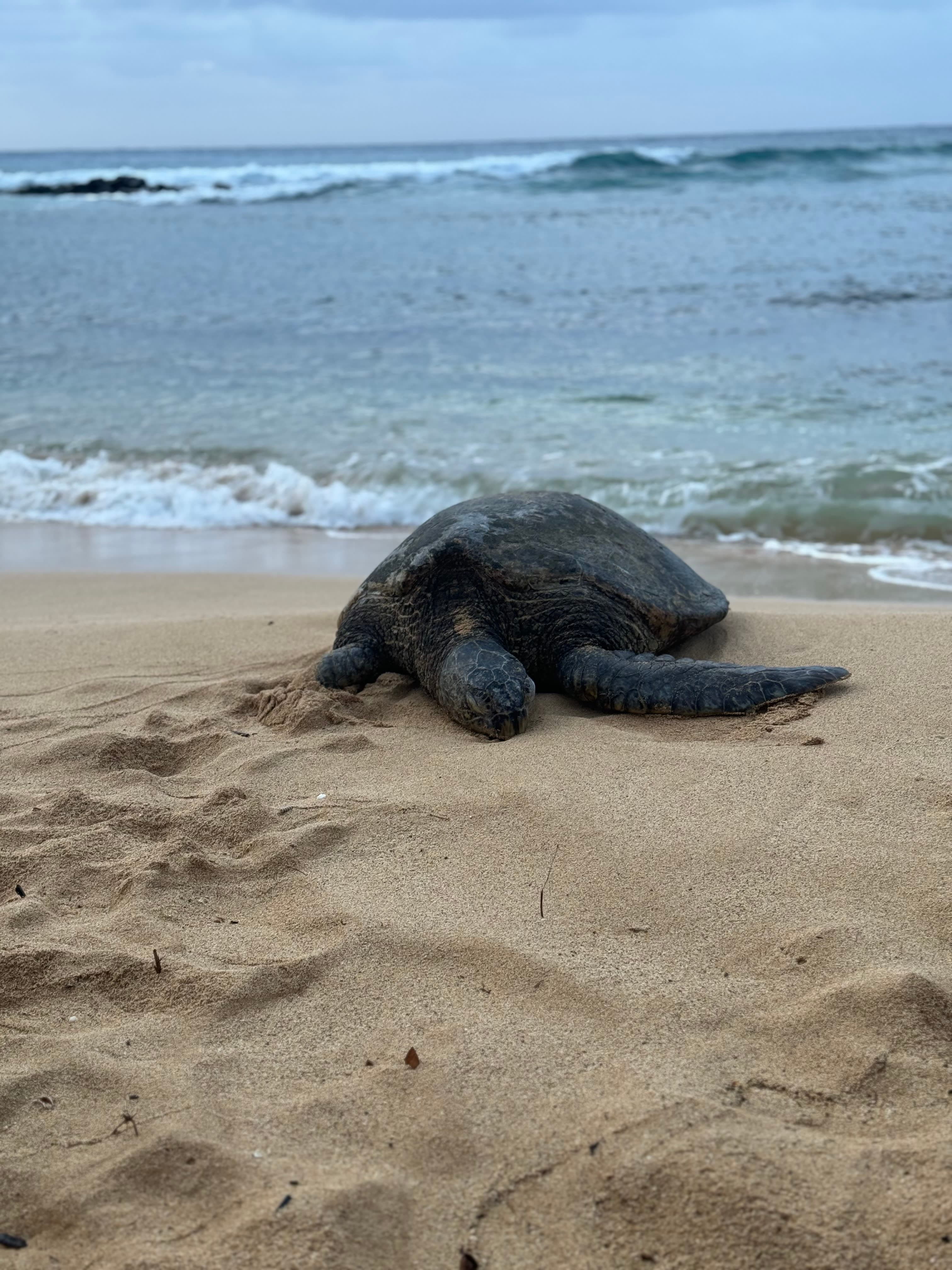 Photo of a turtle on the beach