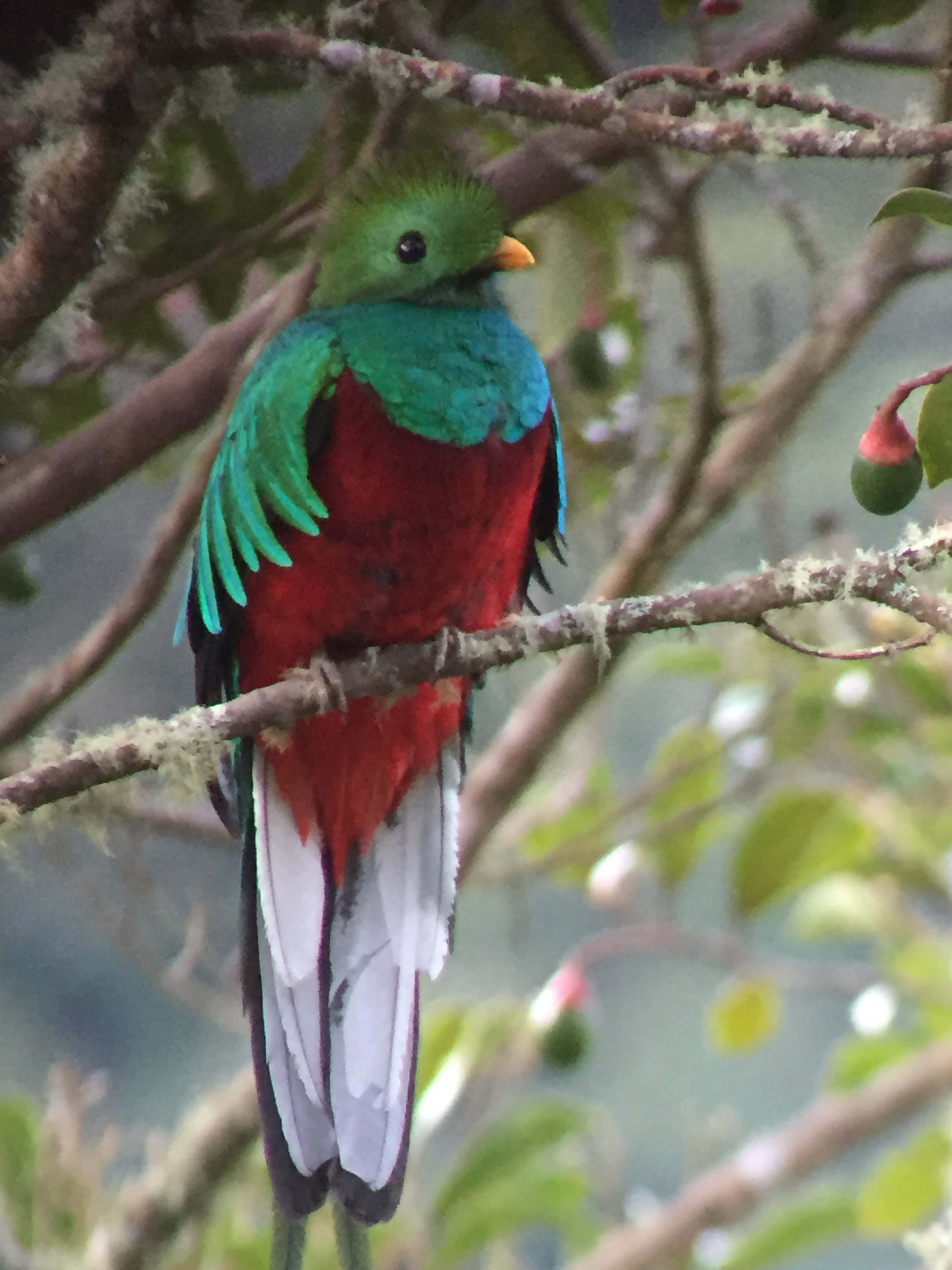 A colorful red and turquoise quetzal bird sitting on a branch
