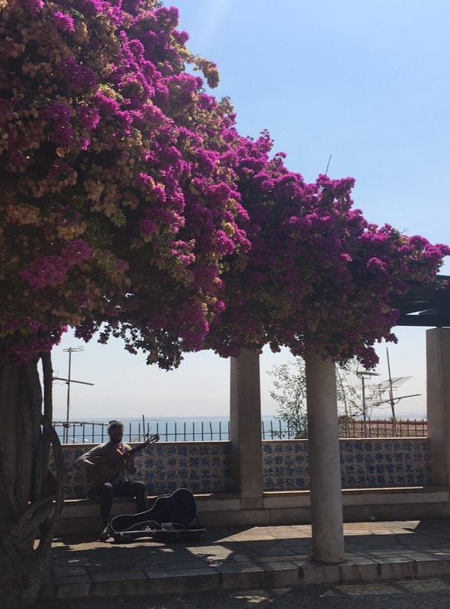 A person playing guitar sitting on a concrete curb underneath pink Bougainvillea bushes with the ocean in the background.