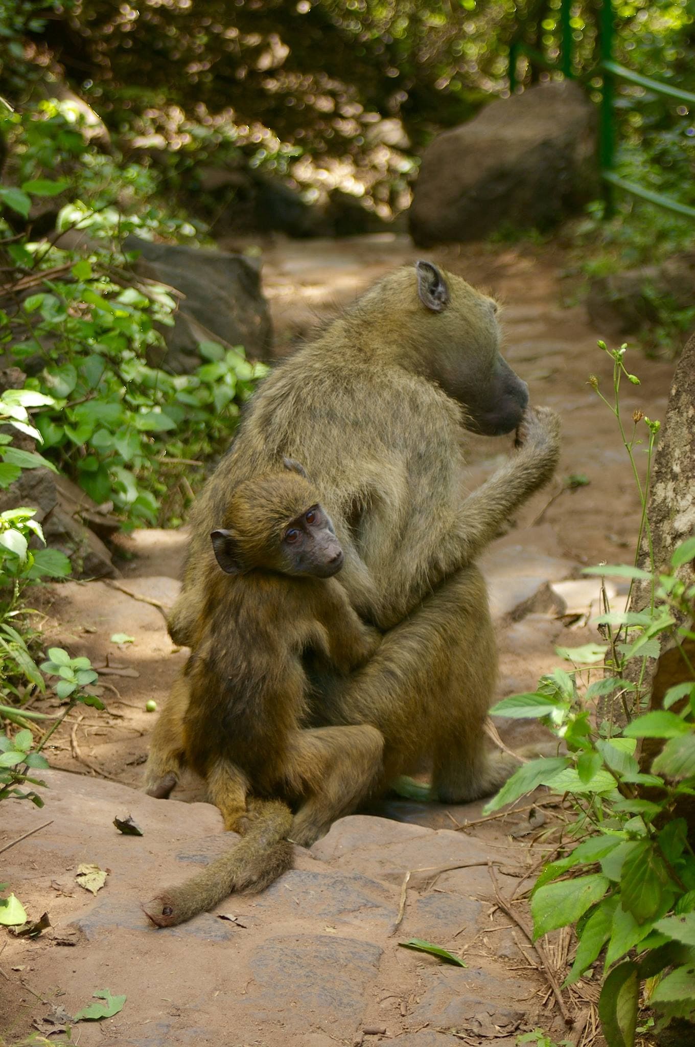 Picture of monkey with a baby