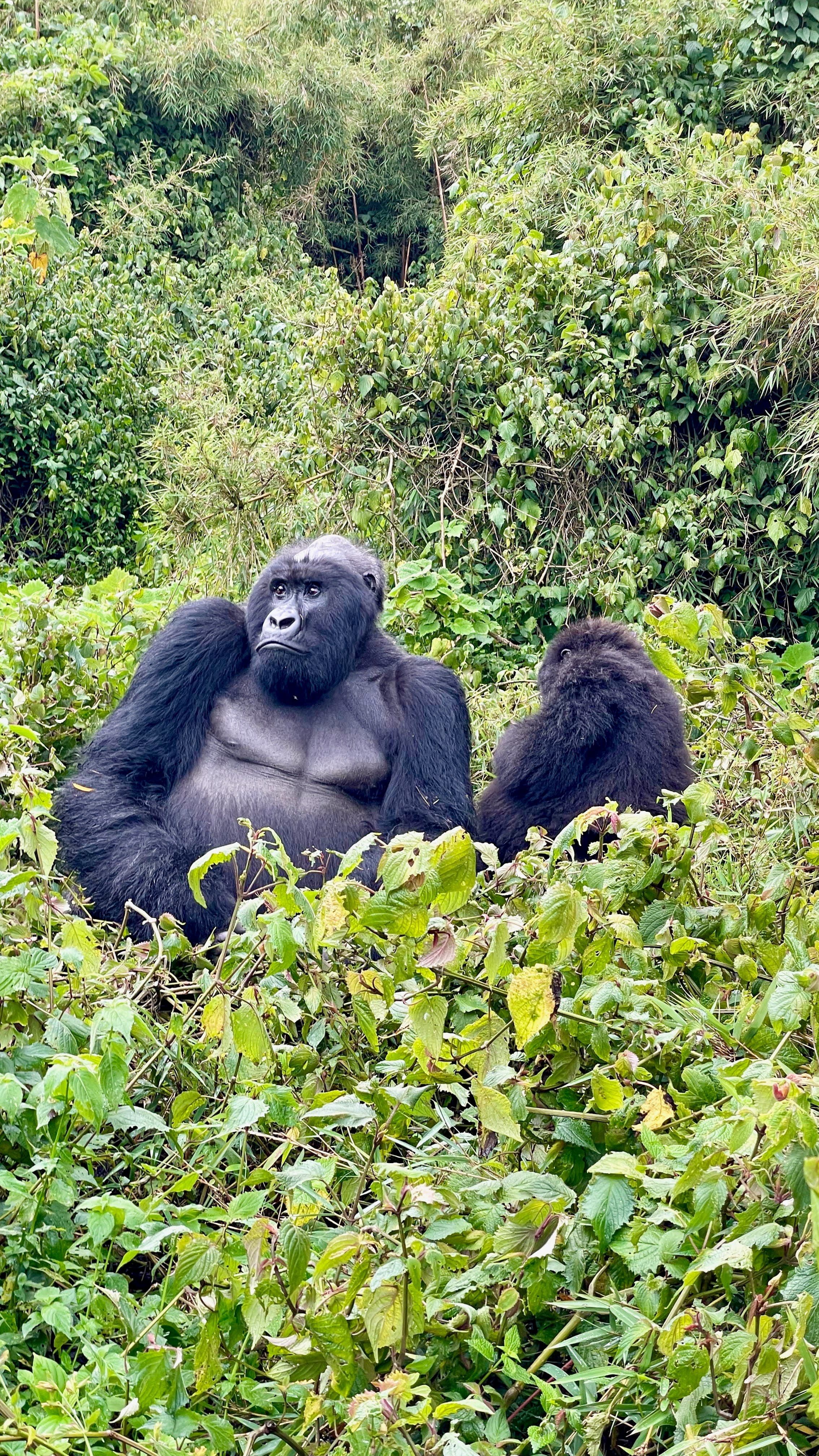 Photo of gorillas in the wild