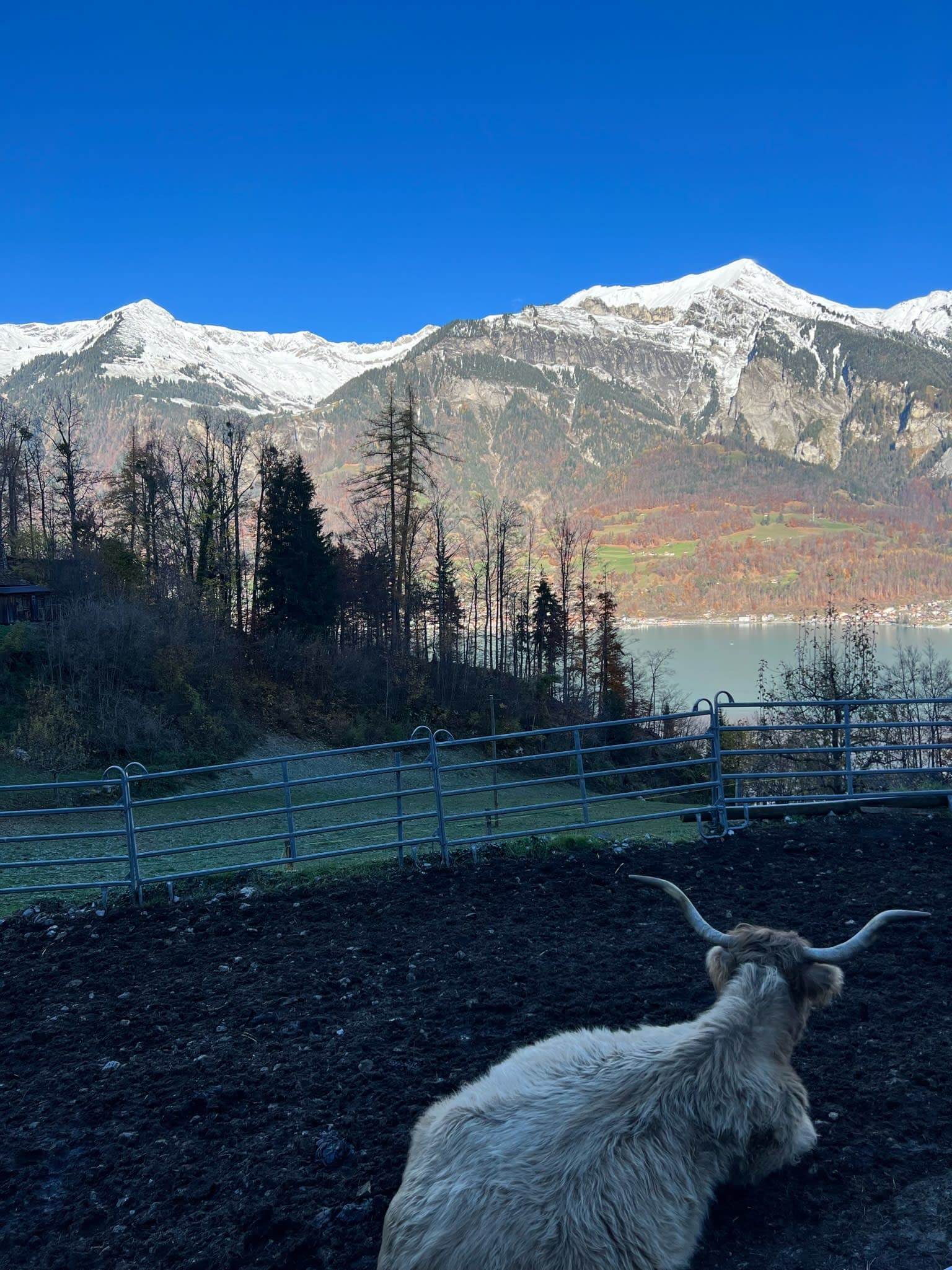 Photo of highland cattle sitting on the ground