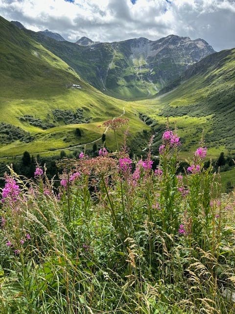 Beautiful flowers and the view of the mountains