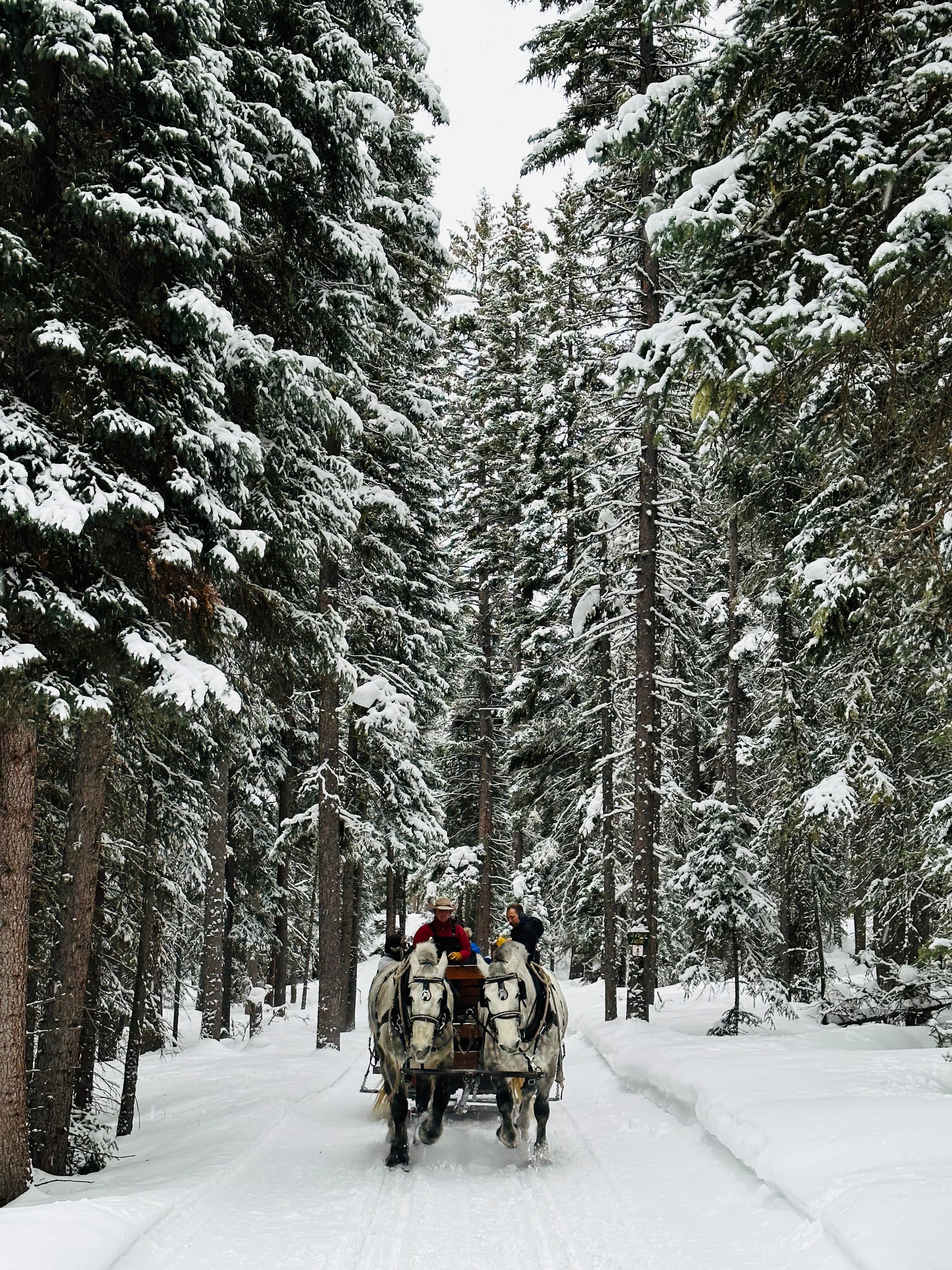 Sleigh Ride in Montana