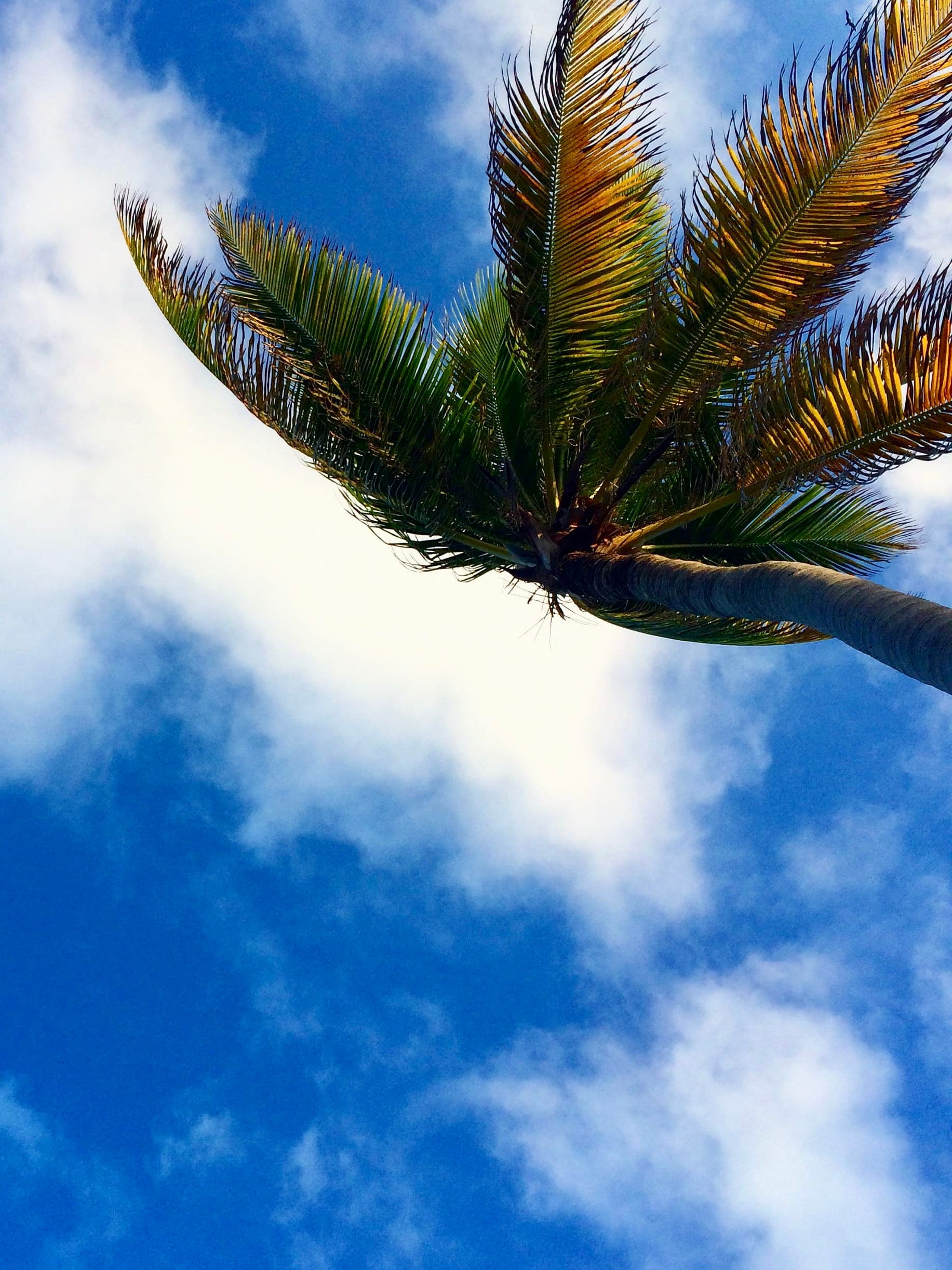 View of a palm tree against cloudy sky