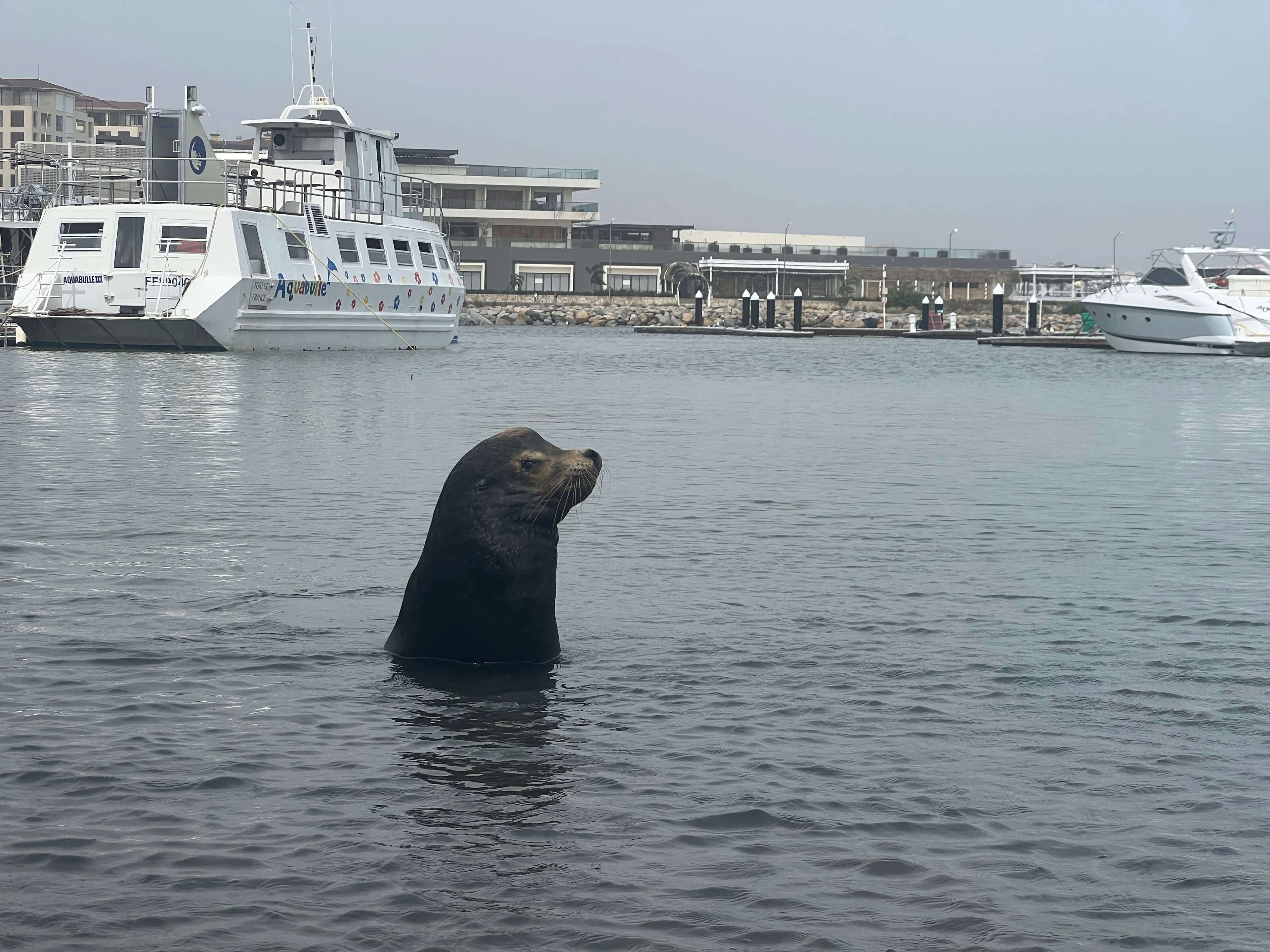 A close-up shot of a seal with its head poking out the water in the ocean with boats and buildings in view