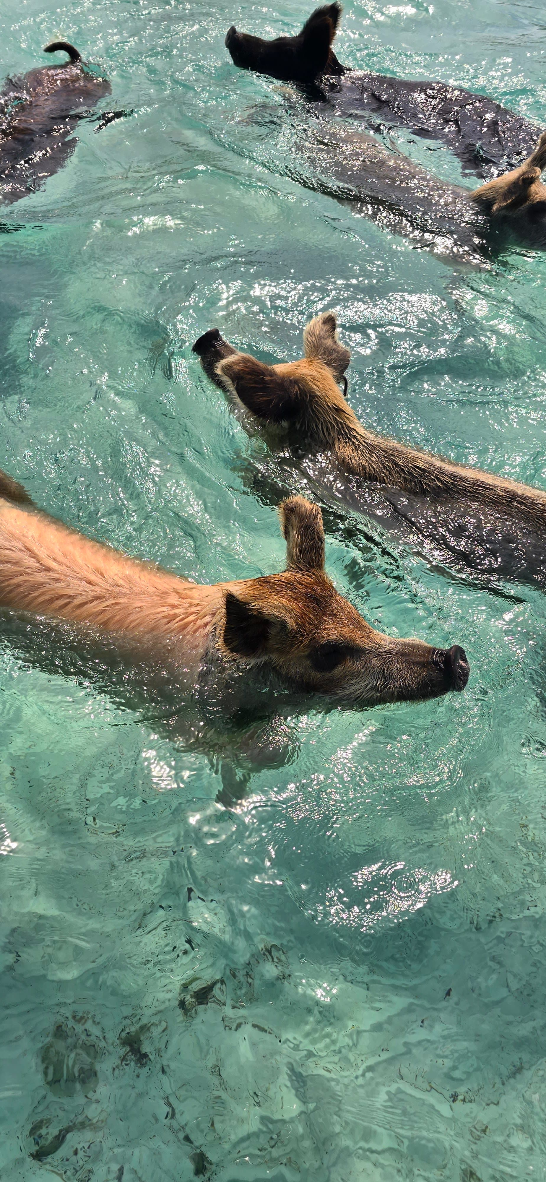 Photo of pigs swimming in Bahamas