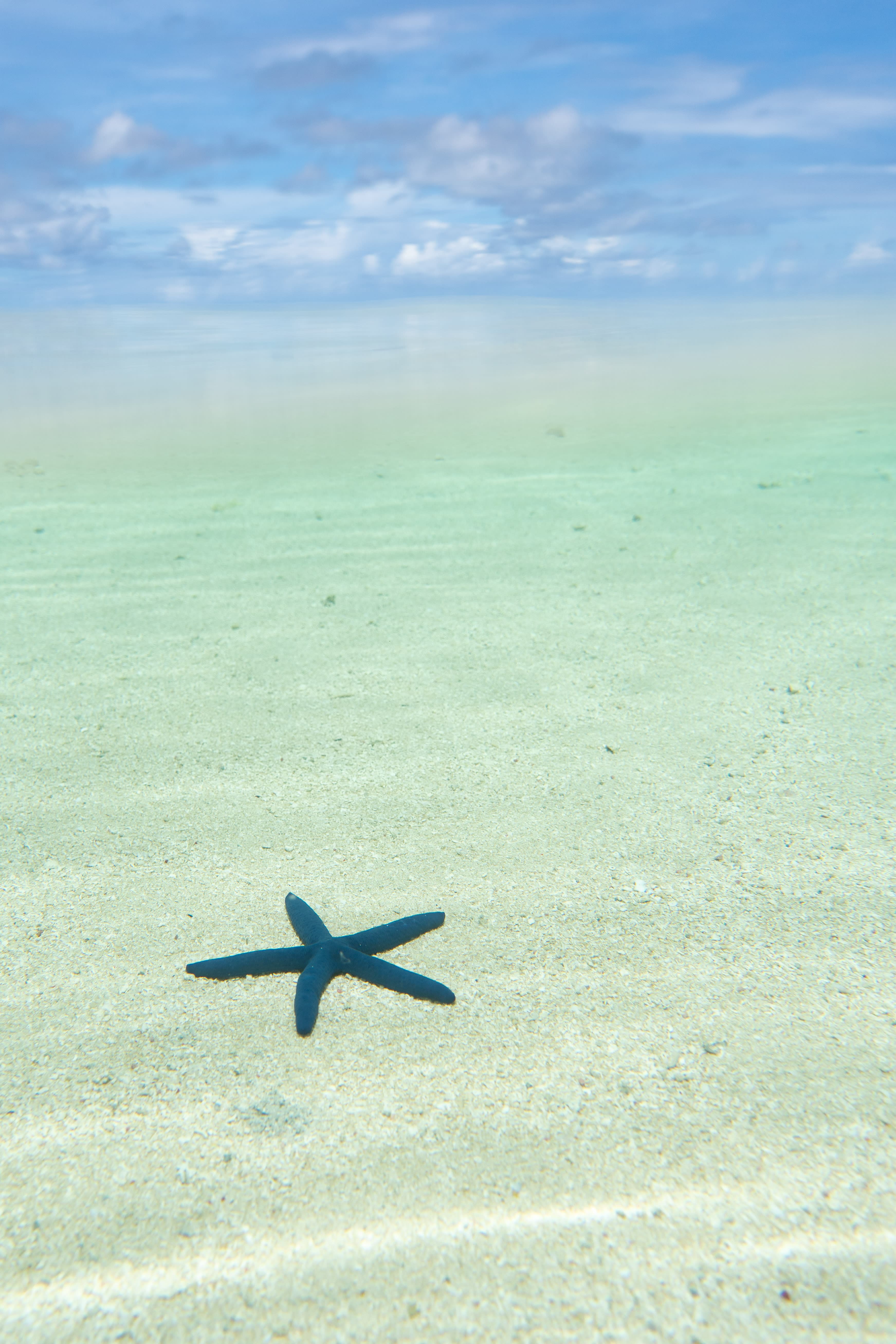 Photo of a starfish on the beach against light turquoise water