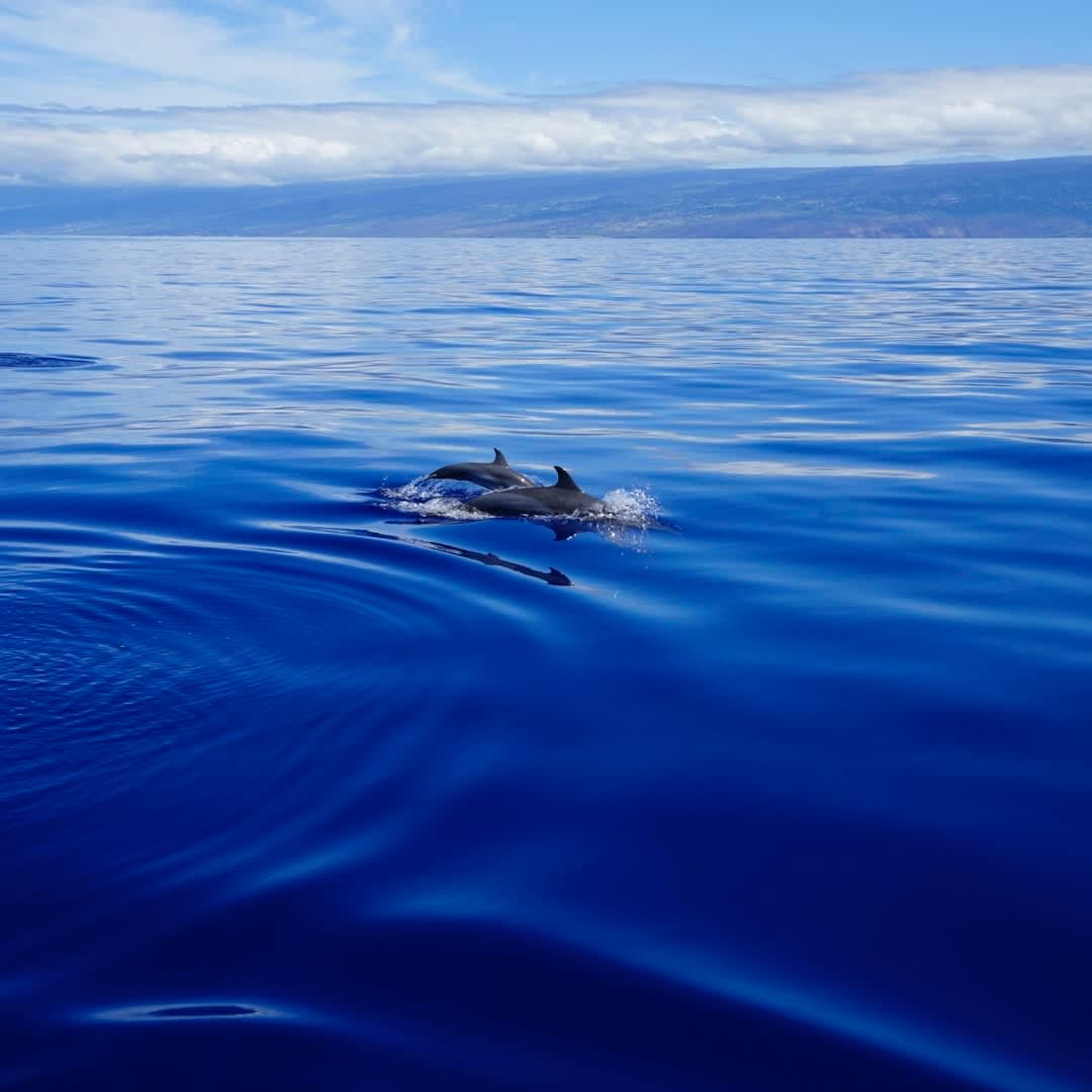 Photo of dolphins jumping out of the sea.