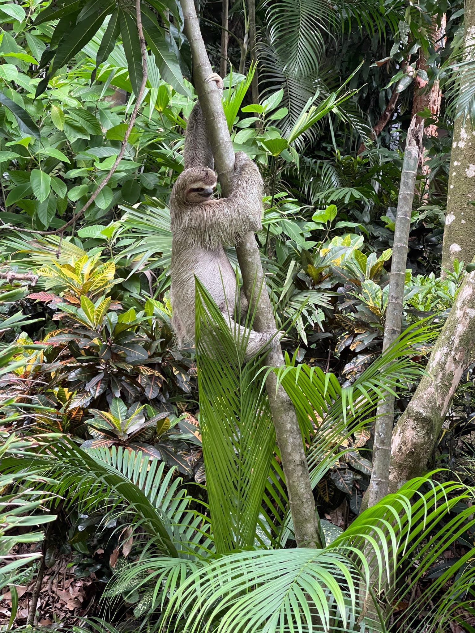 Photo of a sloth hanging on a tree in a jungle