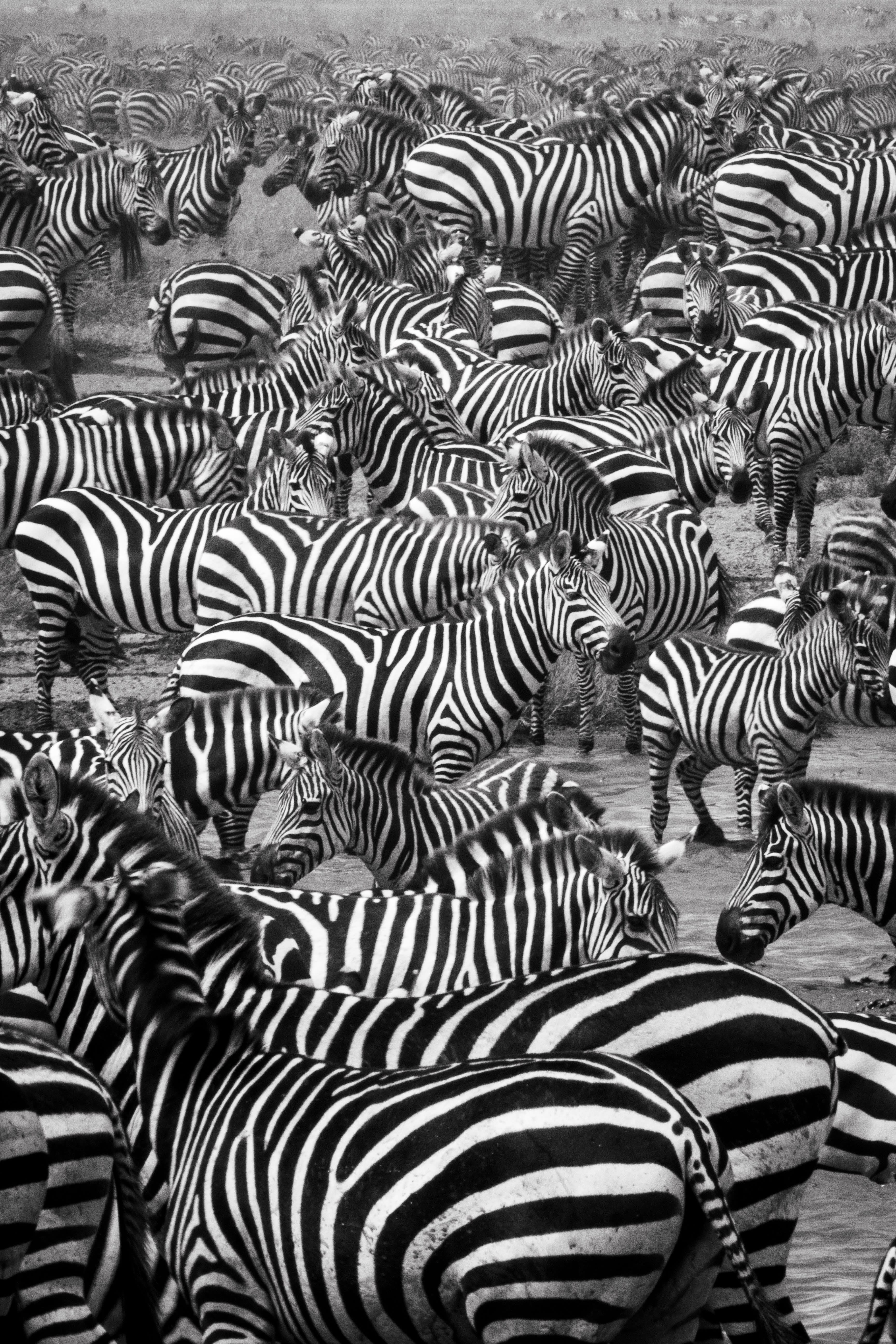 Pack of zebras in the wild