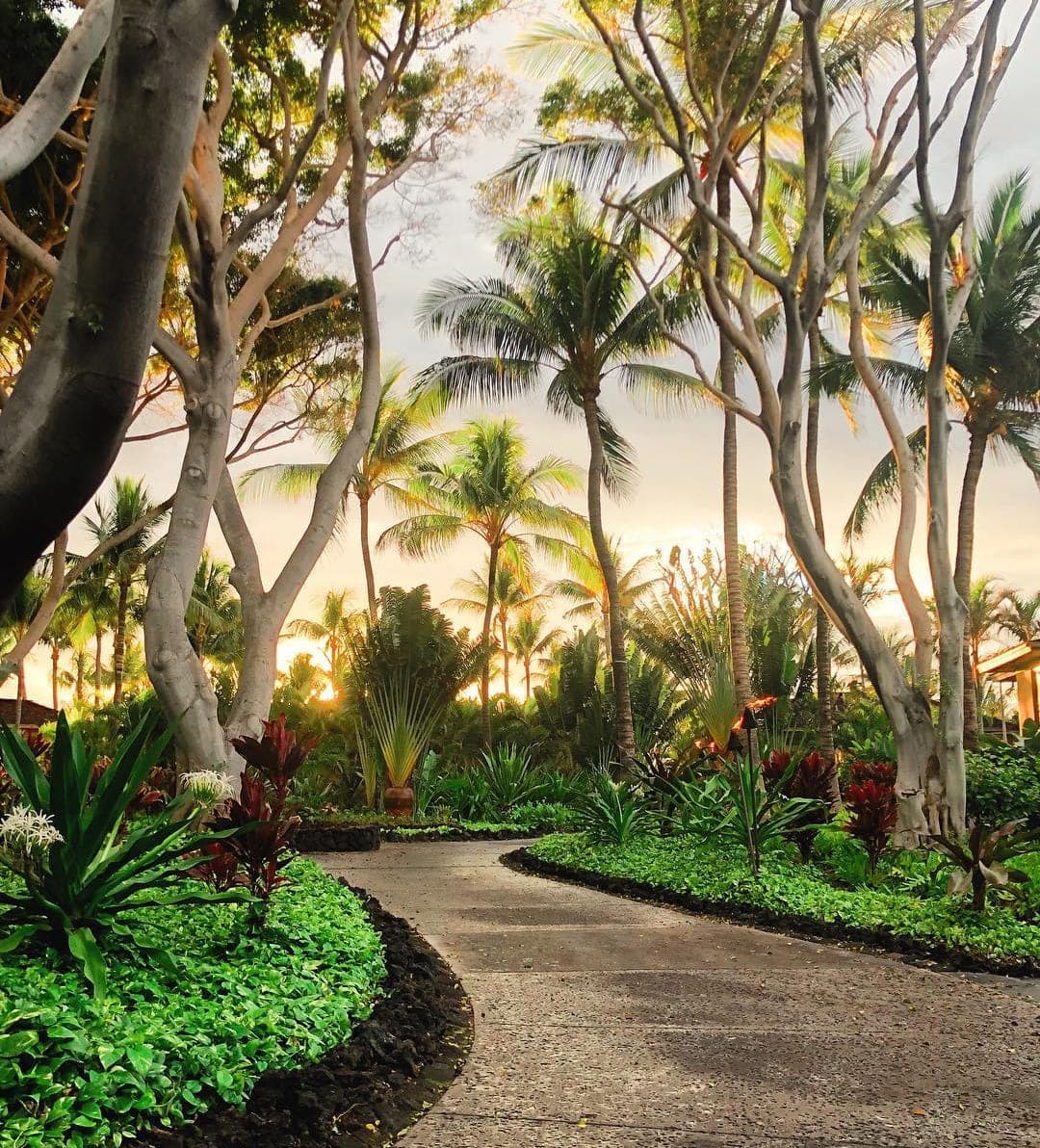 Pathway surrounded by palm trees and greenery
