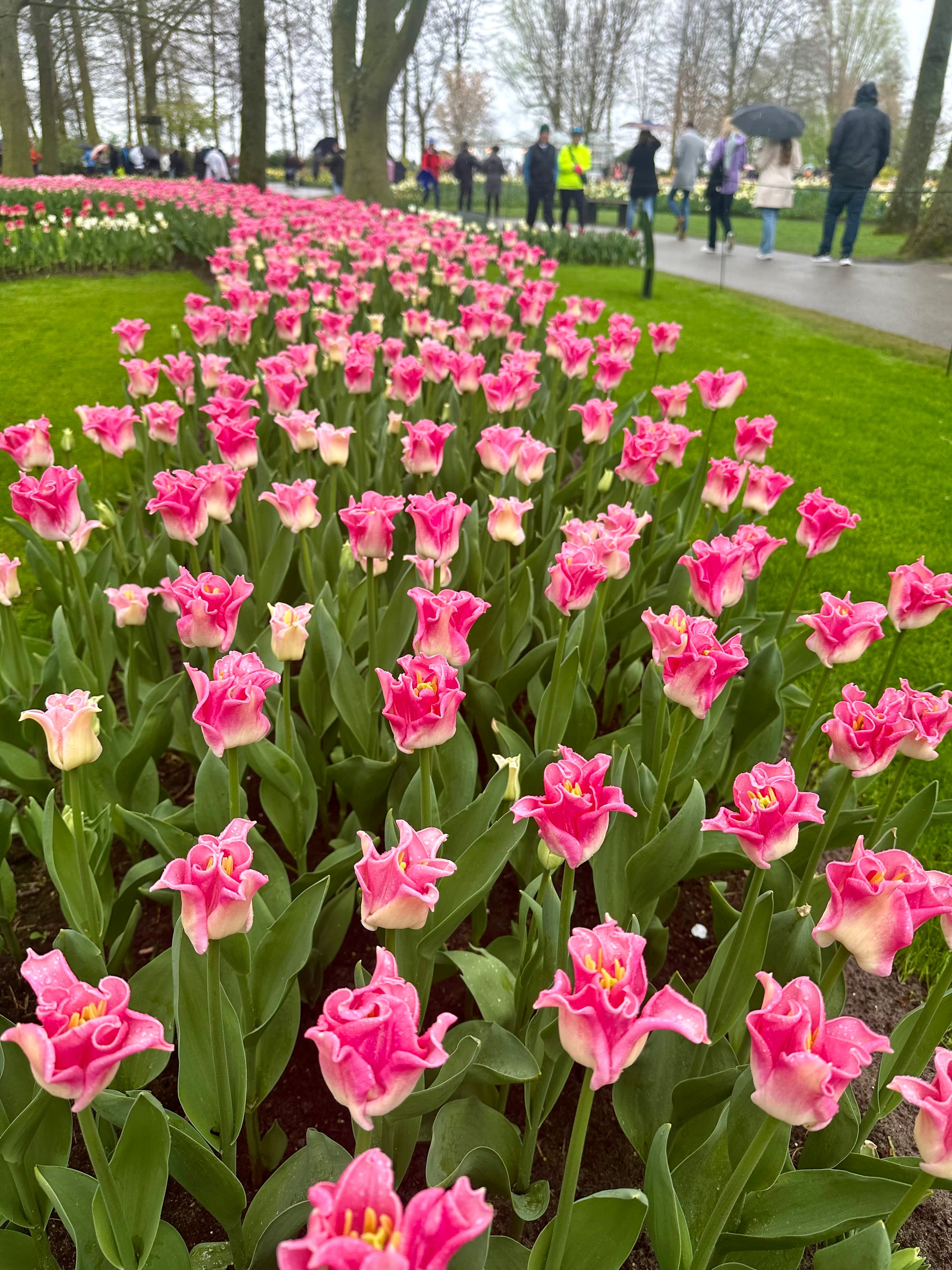 Beautiful pink flowers in Keukenhof Garden Amsterdam