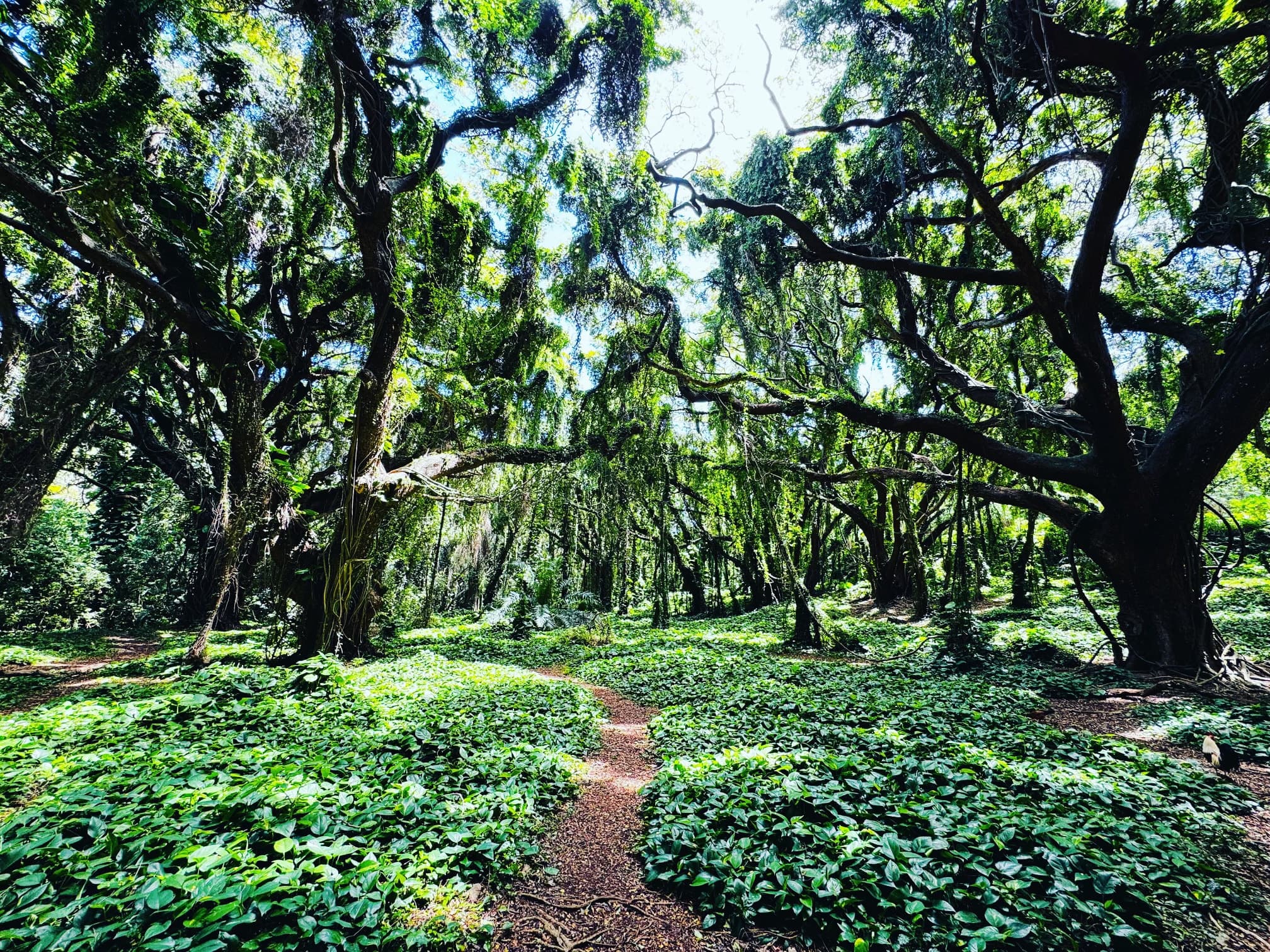 View of Honolua Bay Forest