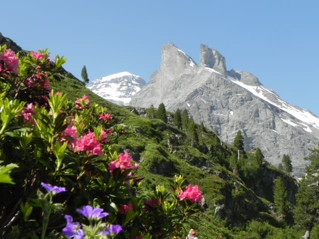 Beautiful view of the side of a mountain with lush greenery and pink and purple flowers and snow-capped moountains in the background