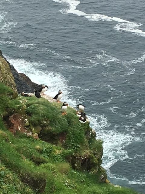 Picture of Penguins on cliff overlooking ocean