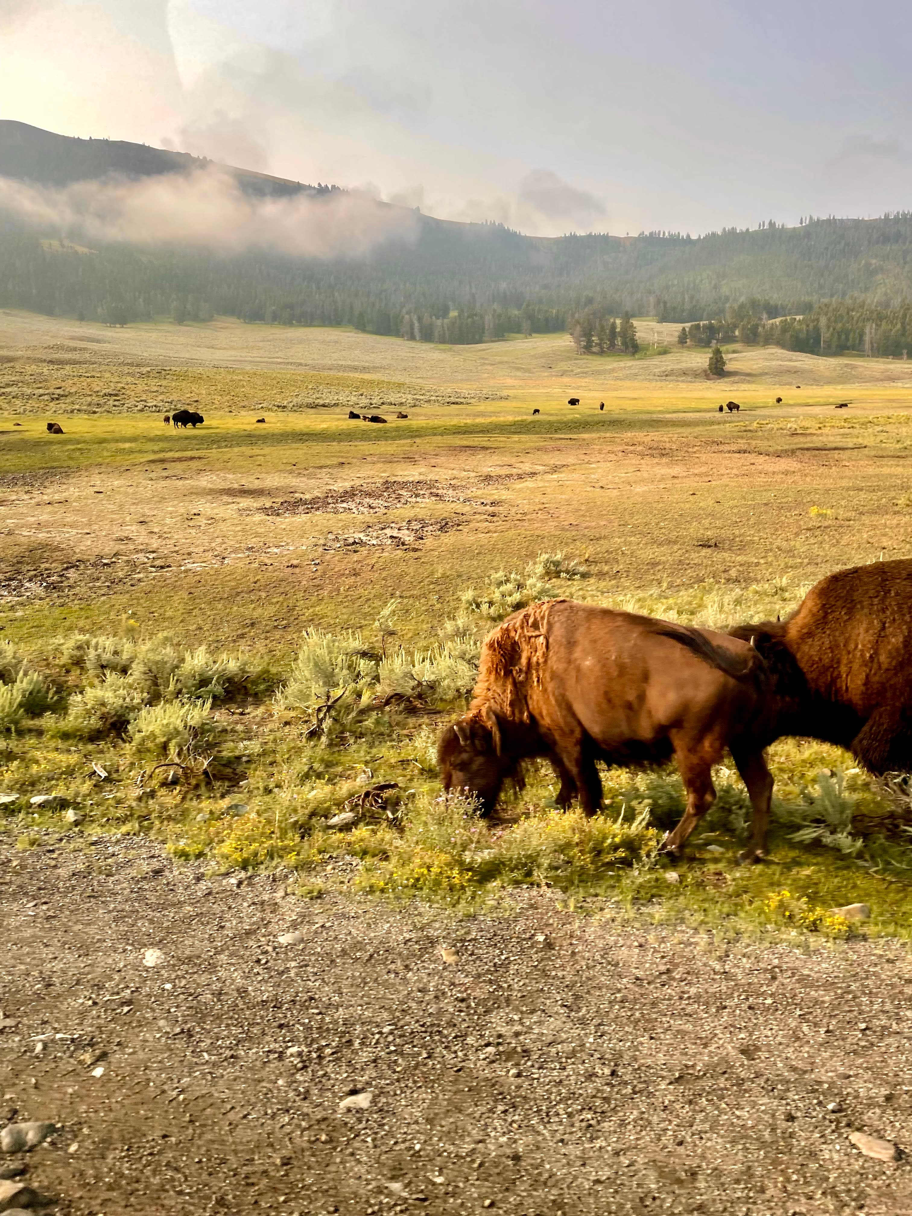 Photo of American bison grazing in the wild