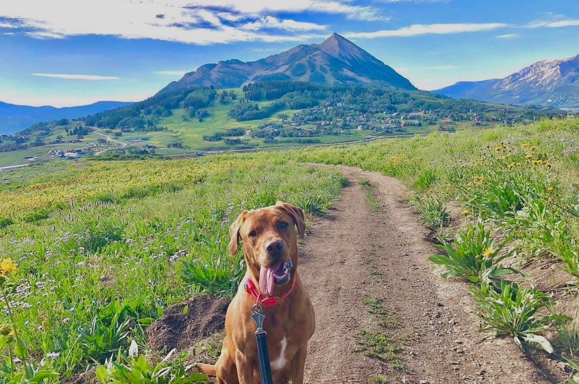 Picture of brown dog with beautiful view of mountain and field