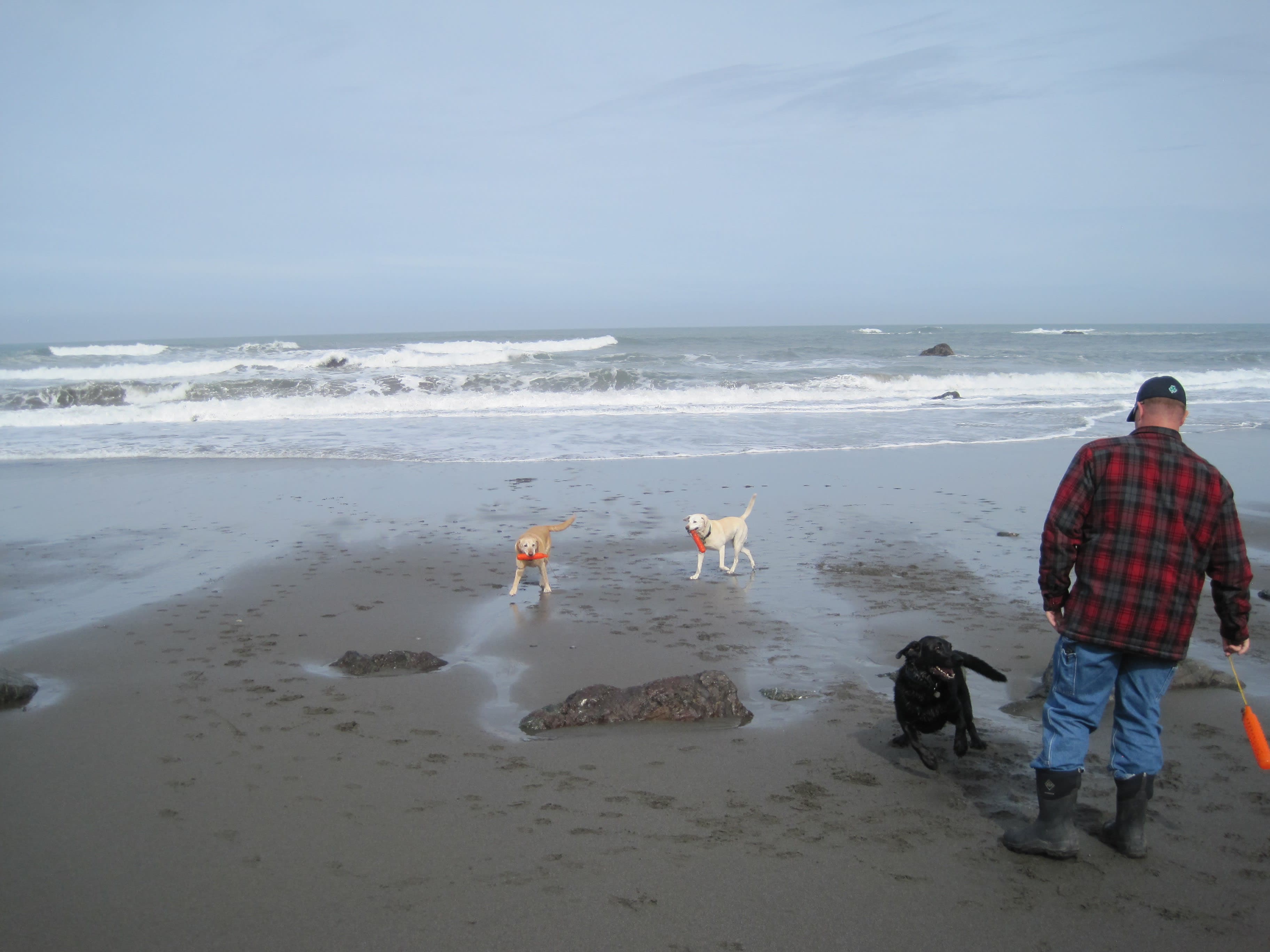 Justin playing with three dogs on a beach