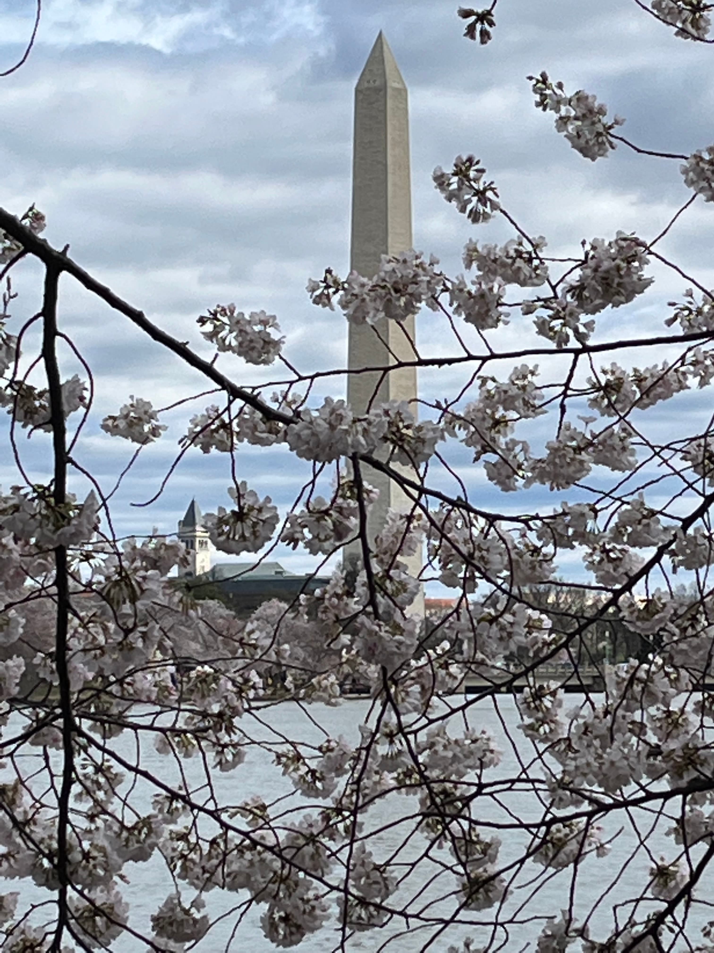 View of Washington Monument behind a Cherry Blossom tree