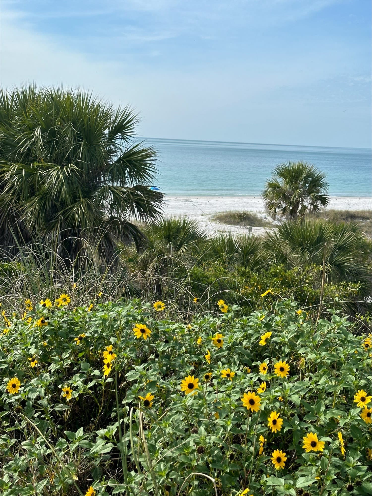 View of a field of sunflowers stretching to the beach and ocean in the background