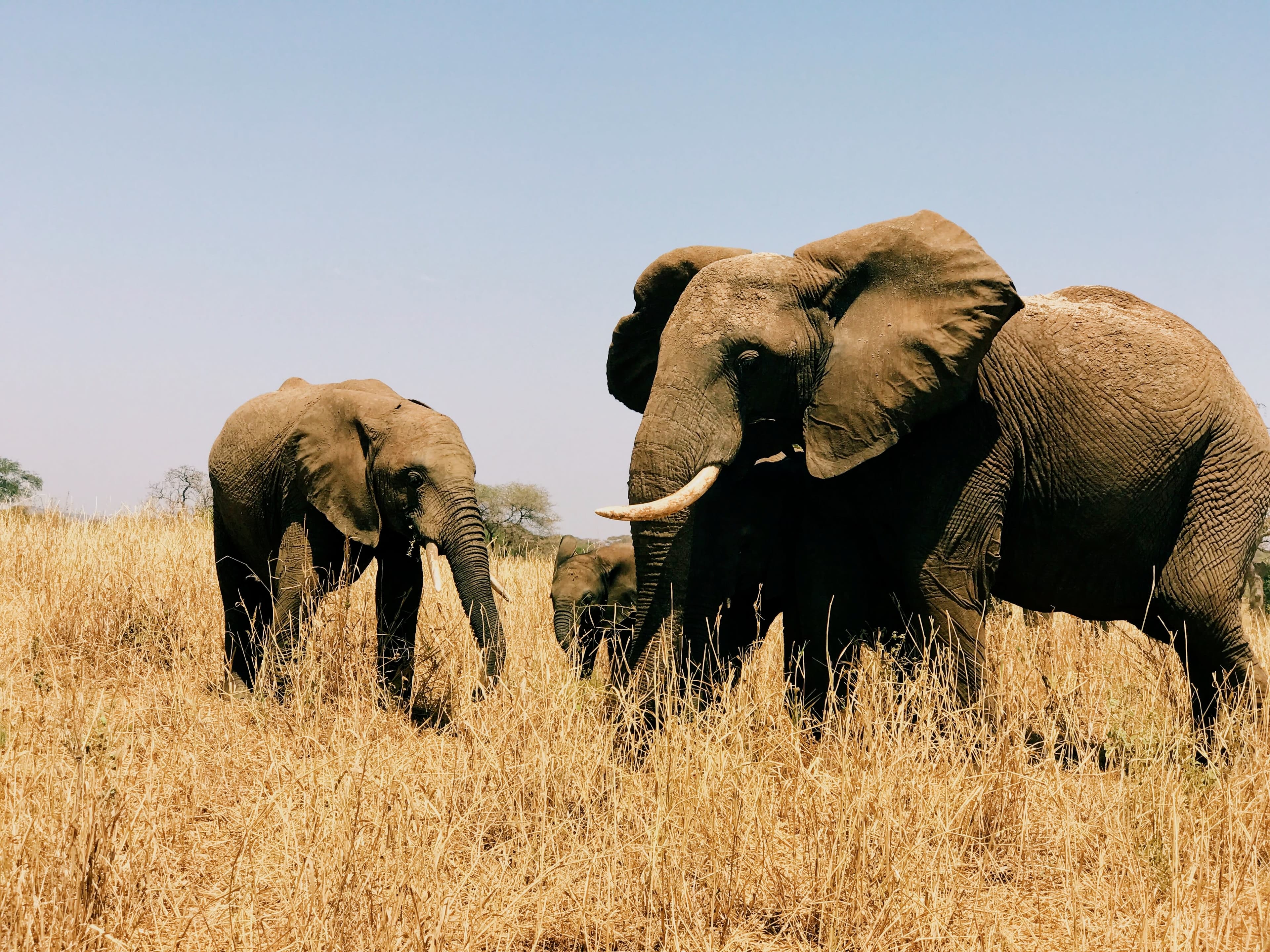 Picture of Elephants