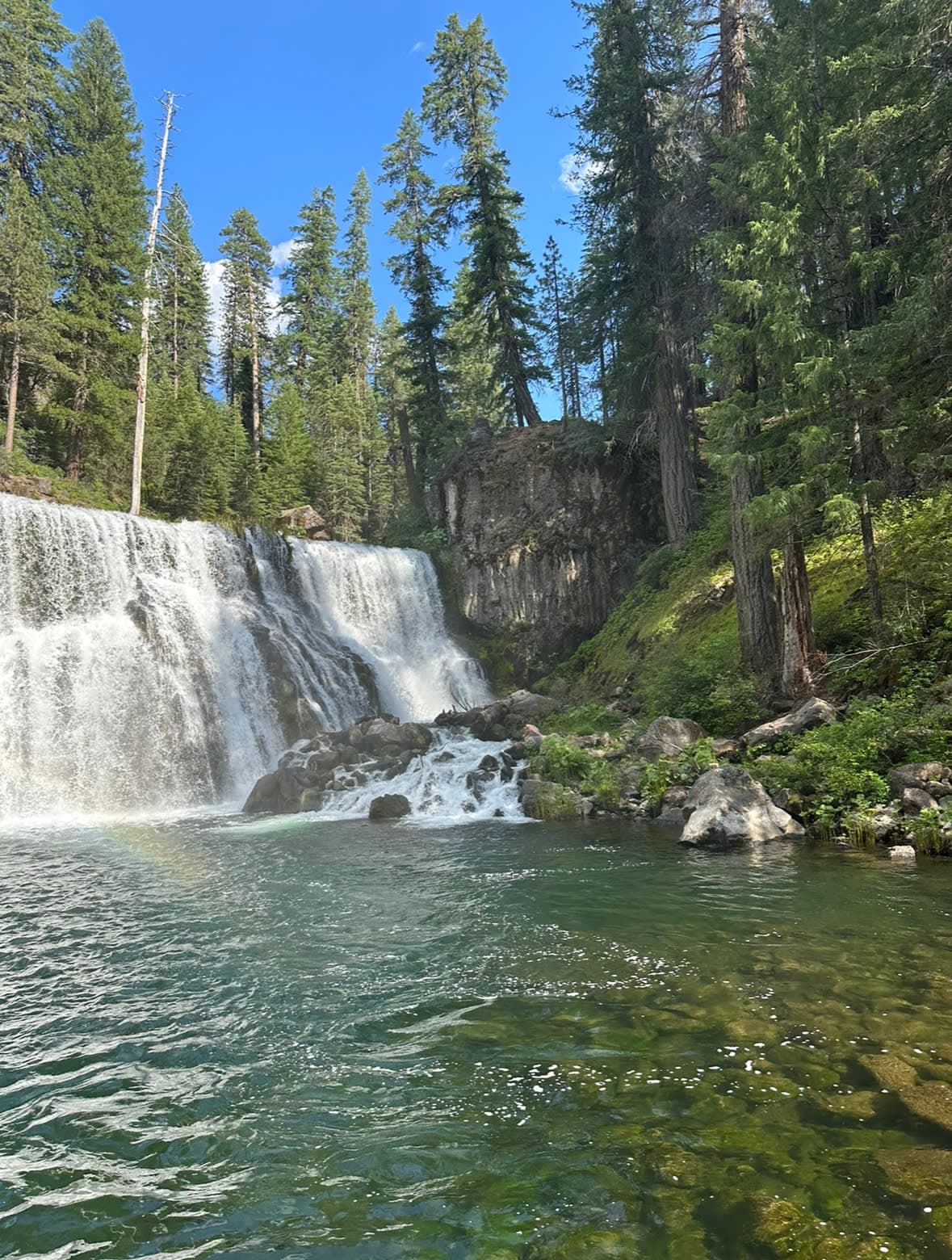A pine tree forest with a waterfall cascading into a small pond.