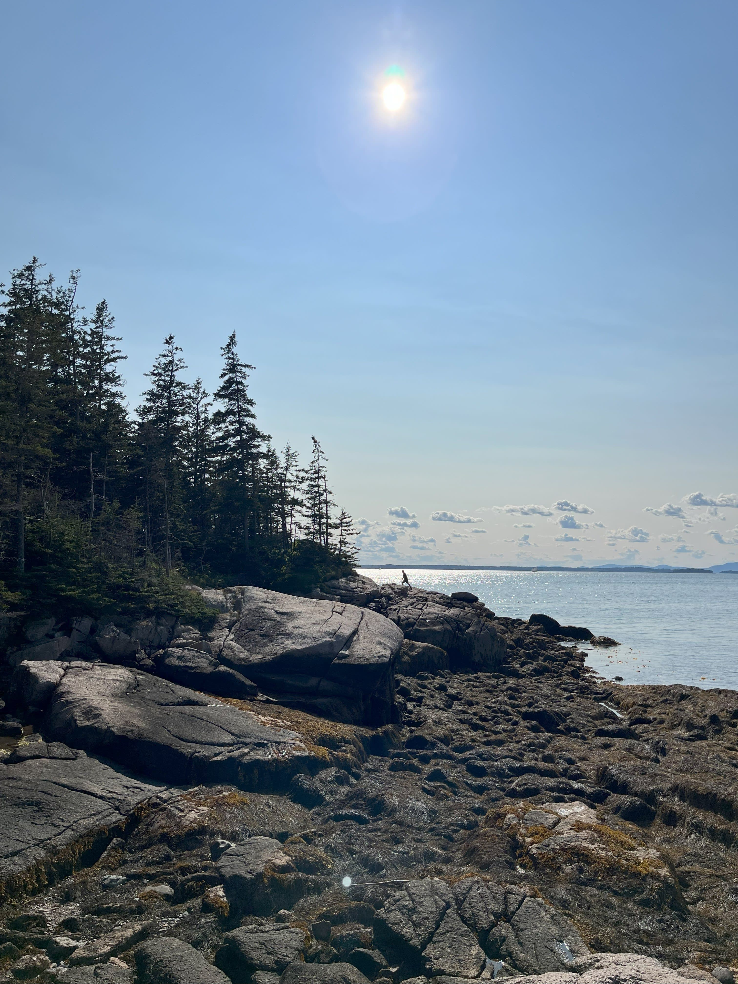 Beautiful view of tall trees along the Maine coast on a bright sunny day