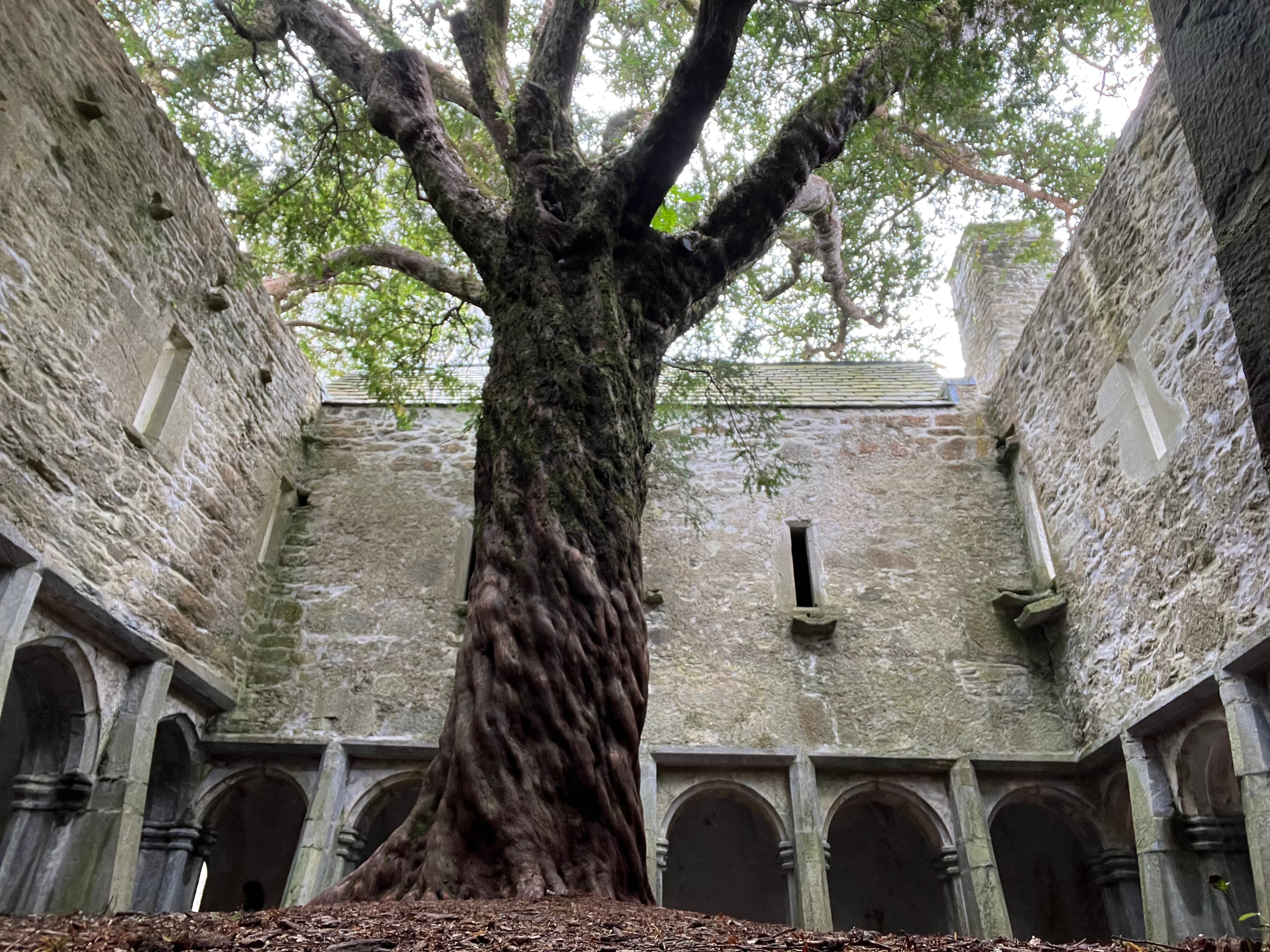 Beautiful view of tree at Muckross Abbey