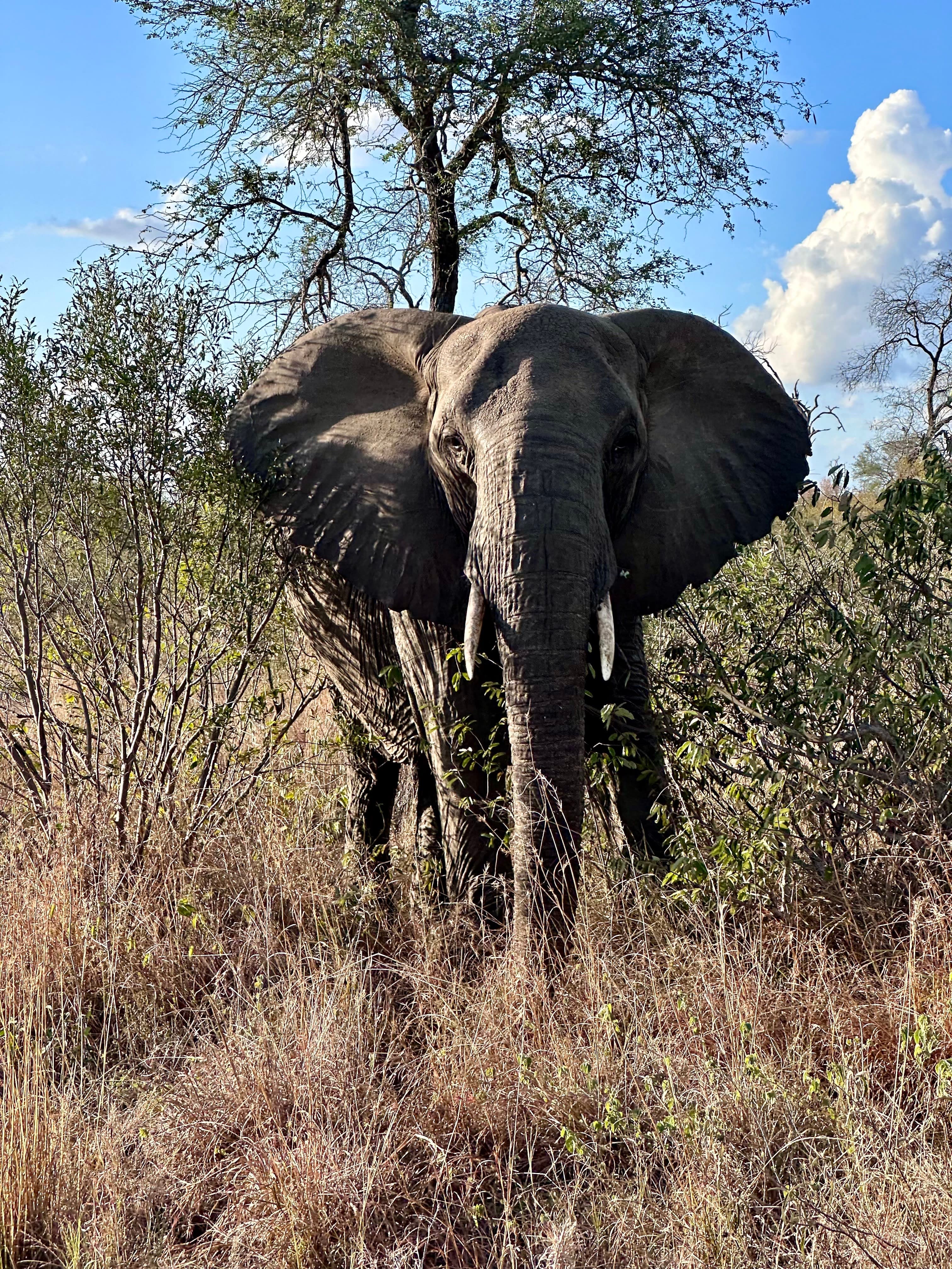 An elephant in grasslands.