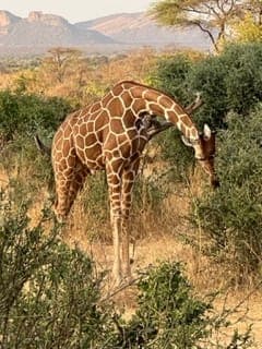 giraffe eating food