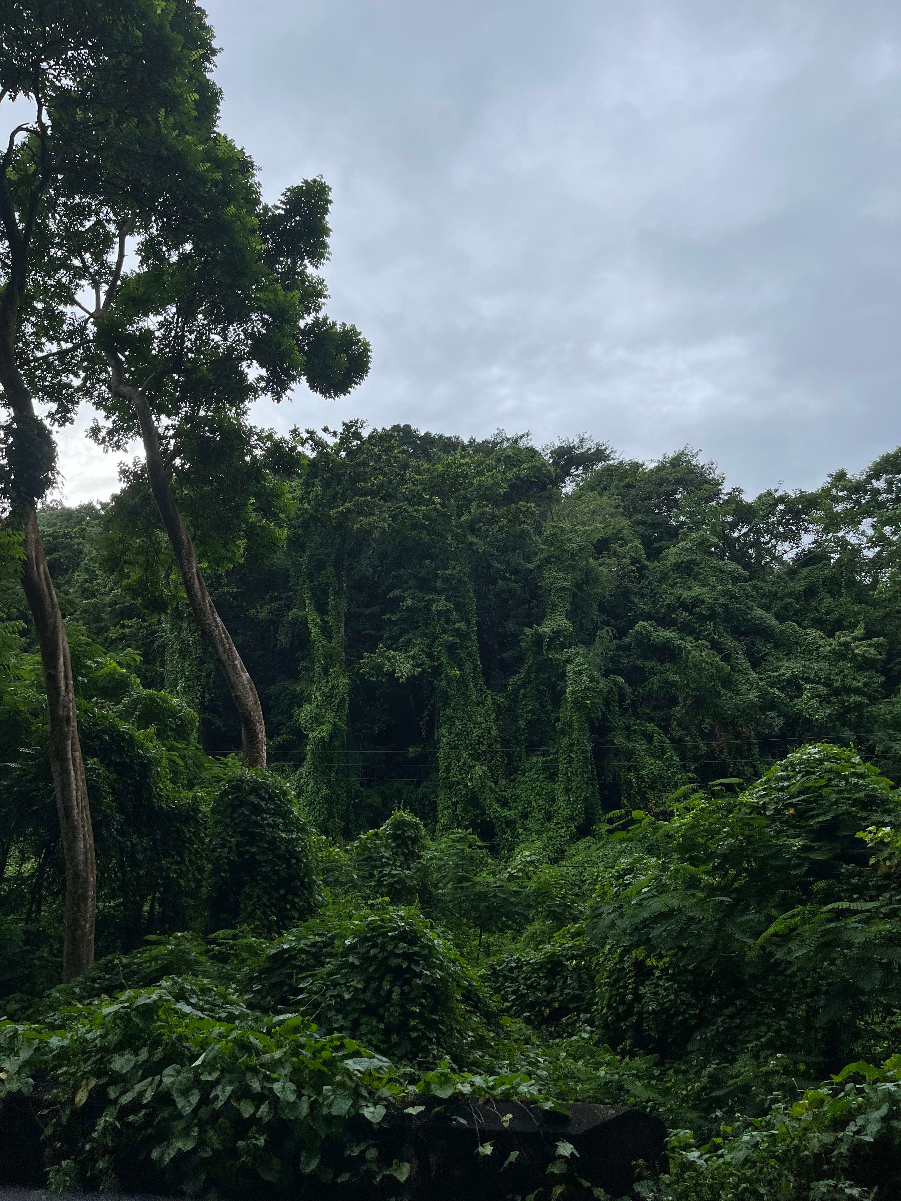 Beautiful view of a dark green jungle landscape under cloudy skies